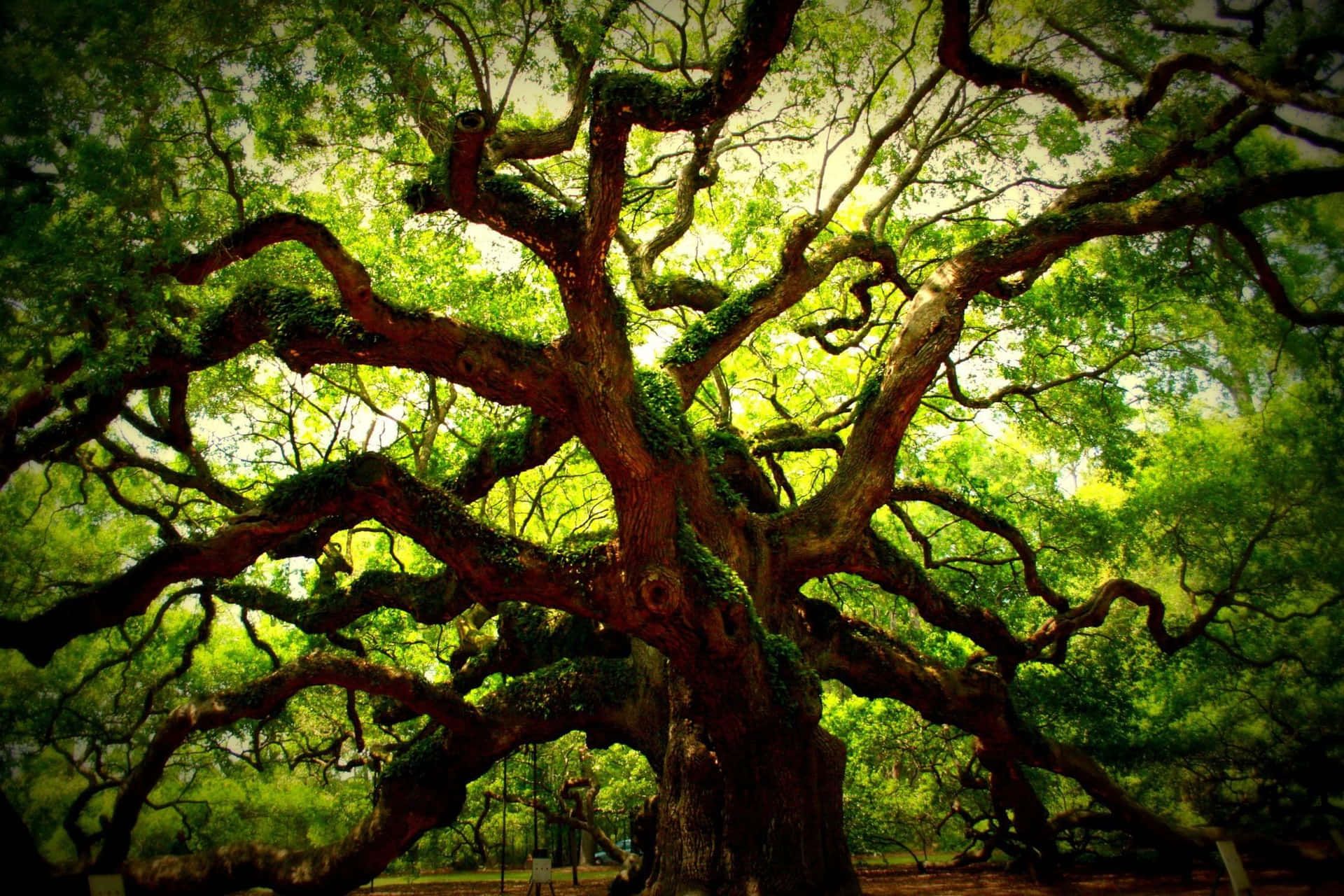 1920x1280 Oak Tree Wallpaper
