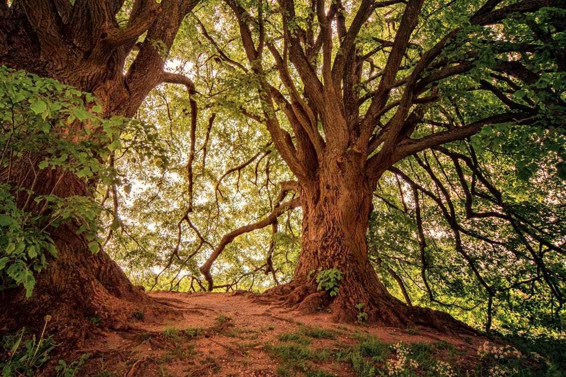 1127x750 Landscape Photography of Green Leaf Trees · Free