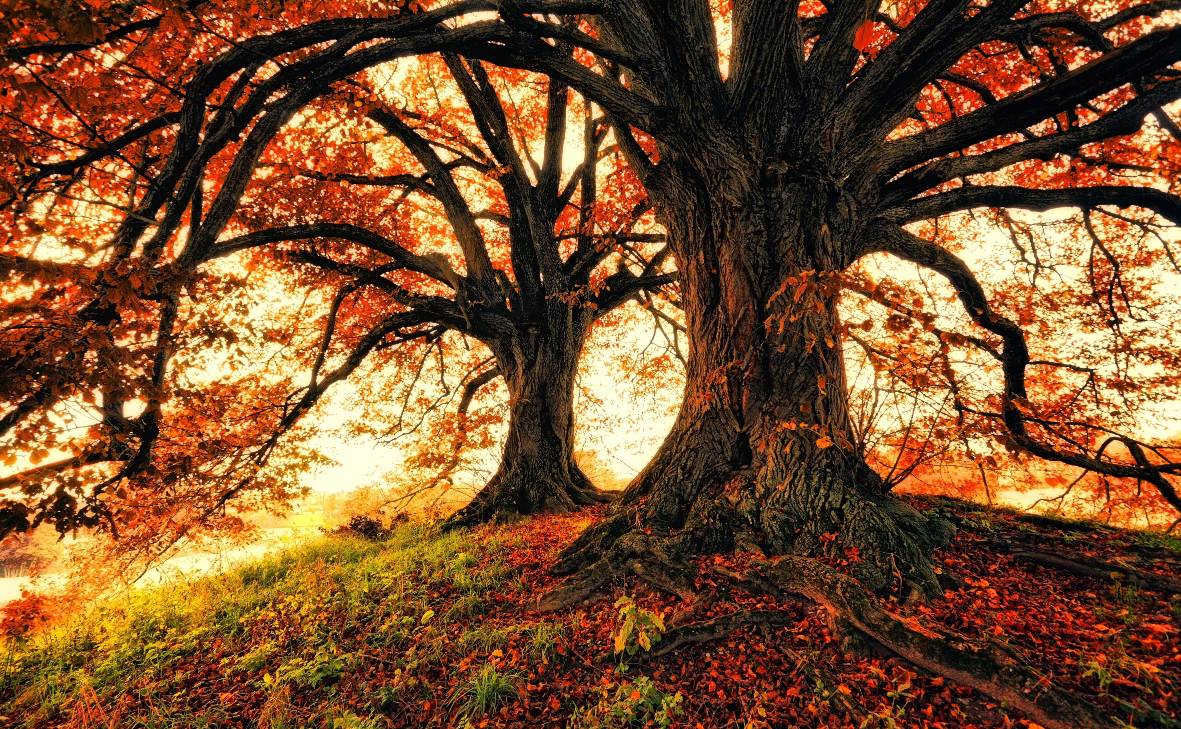 3840x2372 Download Oak Fall Nature Tree 4k Ultra HD Wallpaperx2372