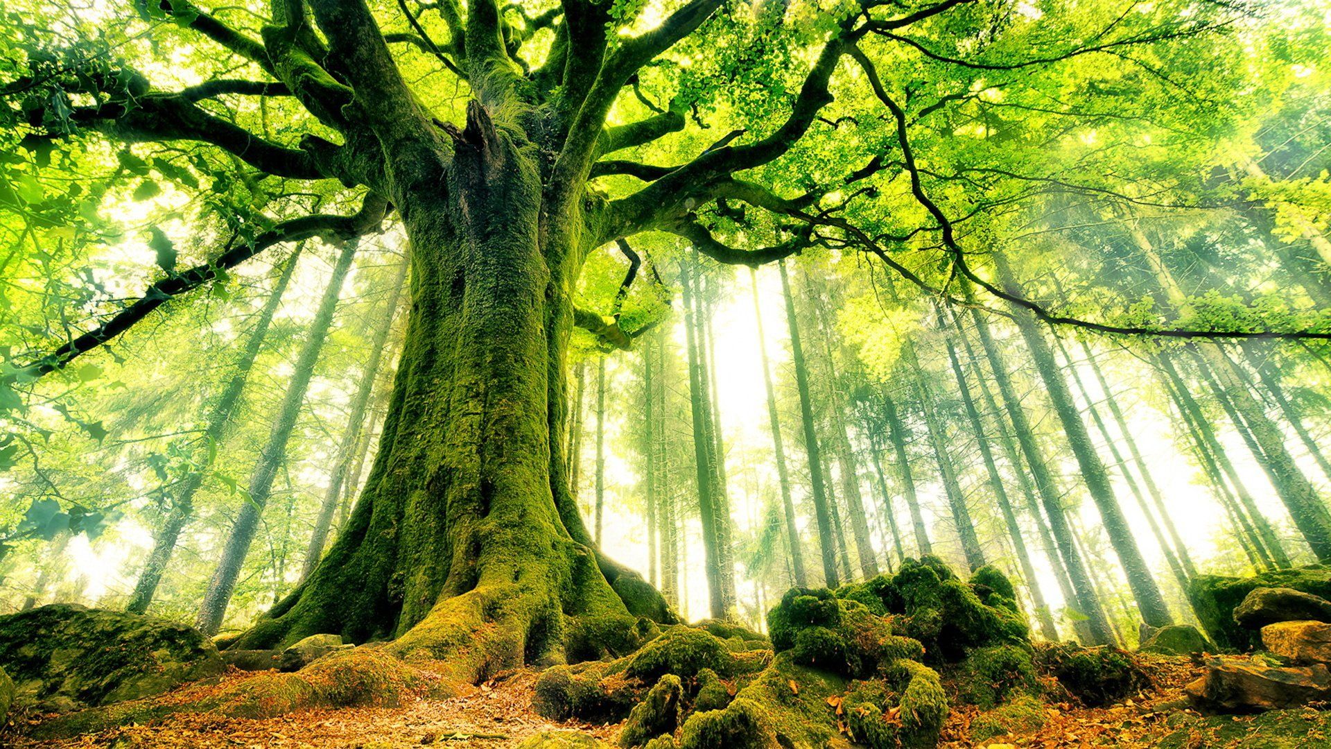1920x1080 Sunlit Ancient Oak