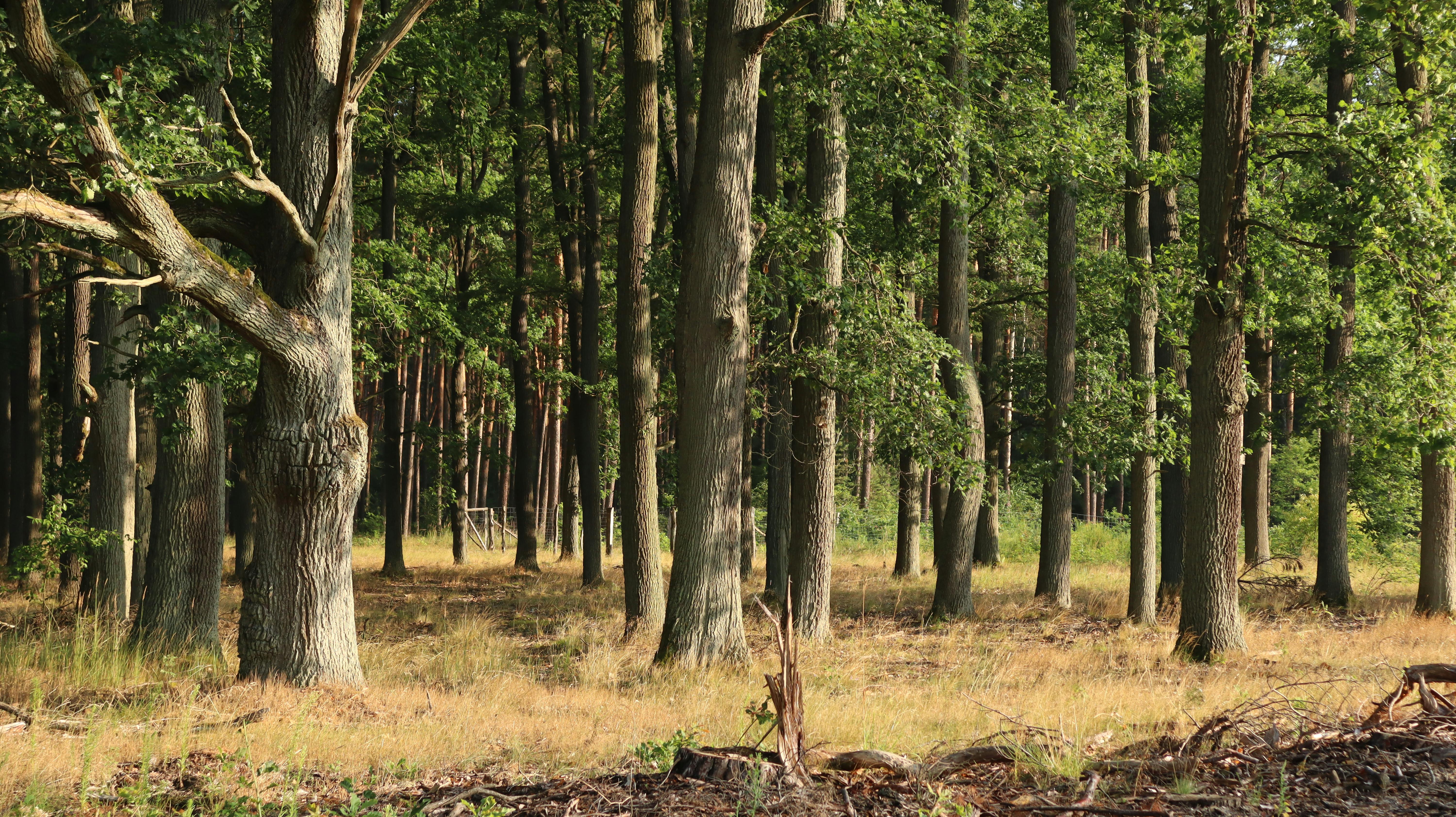 6000x3368 Oak Forest Photo, Download The BEST Free Oak Forest & HD Image