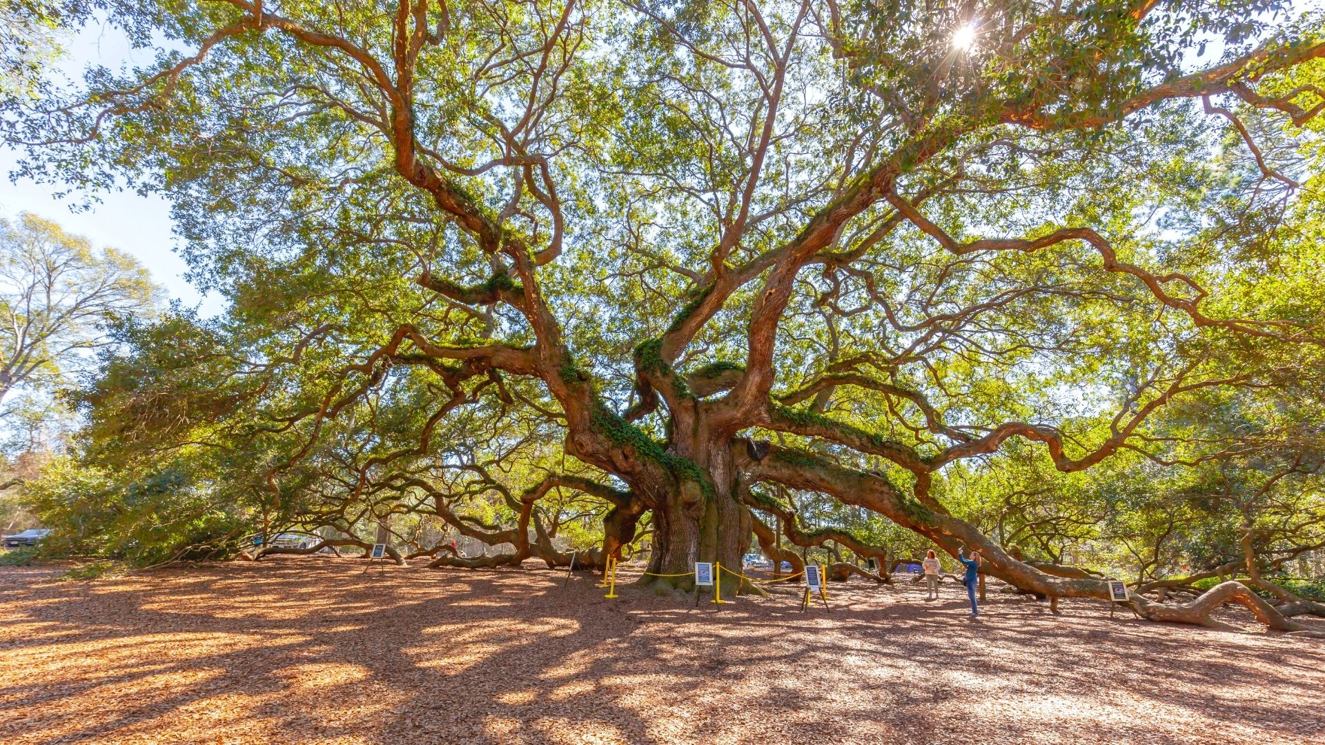 1920x1080 Why the Angel Oak Tree Should be on Your Bucket List