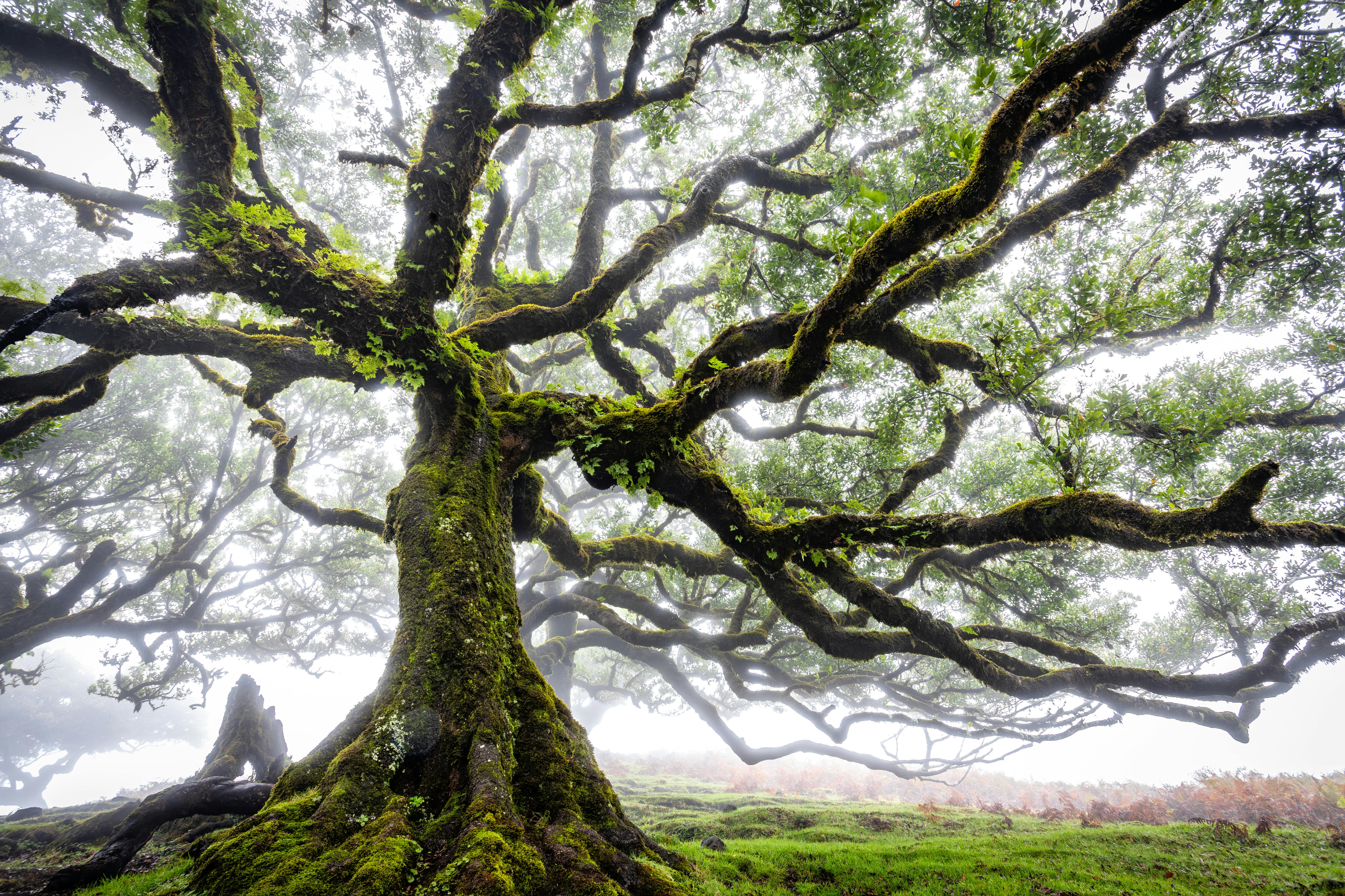 6240x4160 Majestic Ancient Tree in Fanal Forest, Madeira · Free