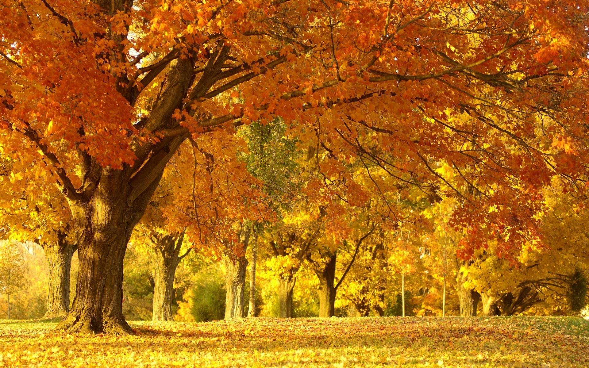 1920x1200 Autumn Oak Tree Wallpaper