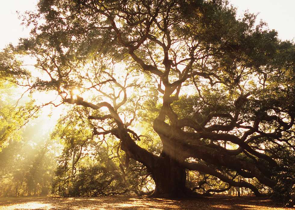 980x699 The Angel Oak Roads Magazine