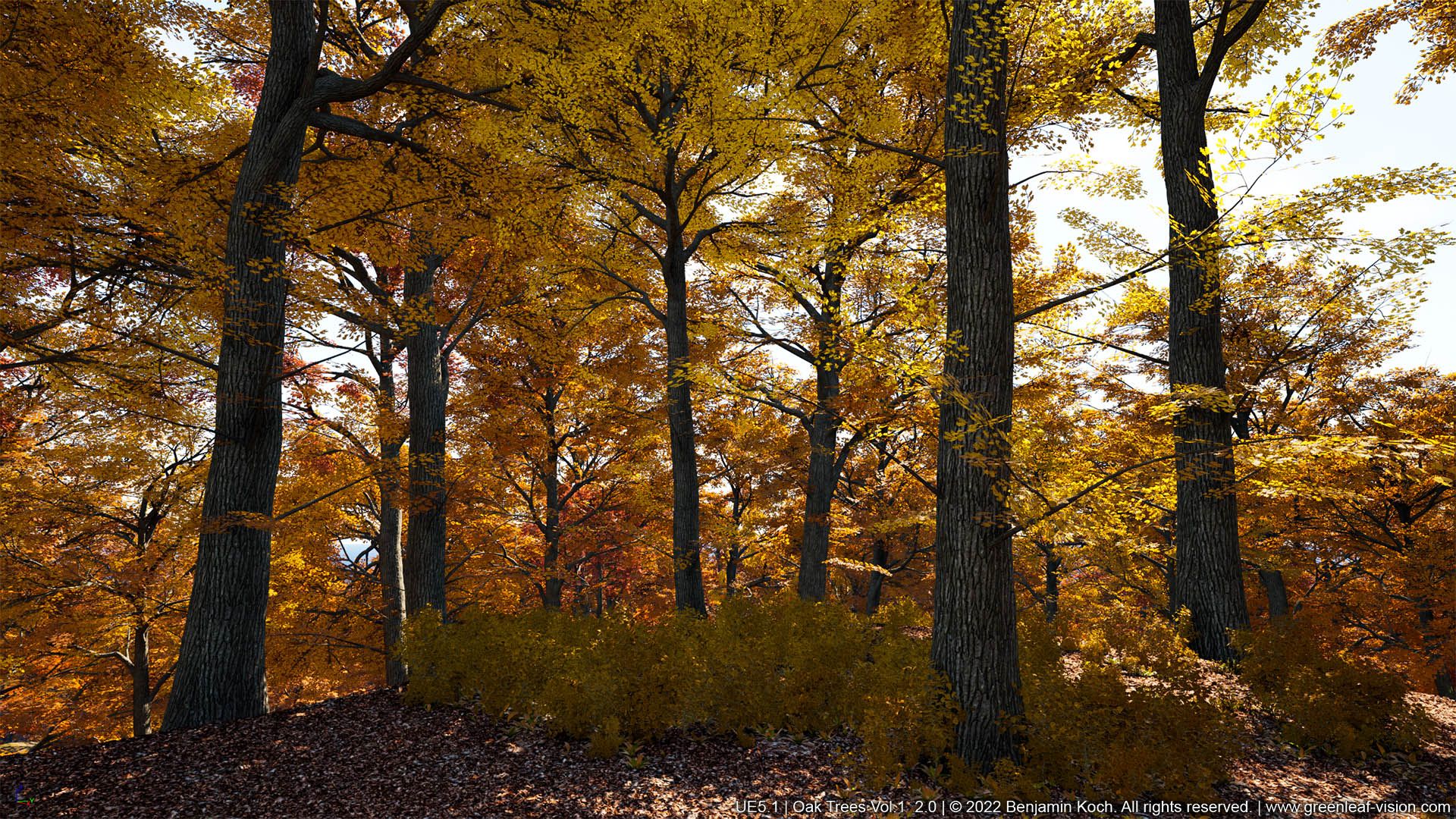 1920x1080 Trees: Oak Forest. 1 (Extreme Realistic Wind)