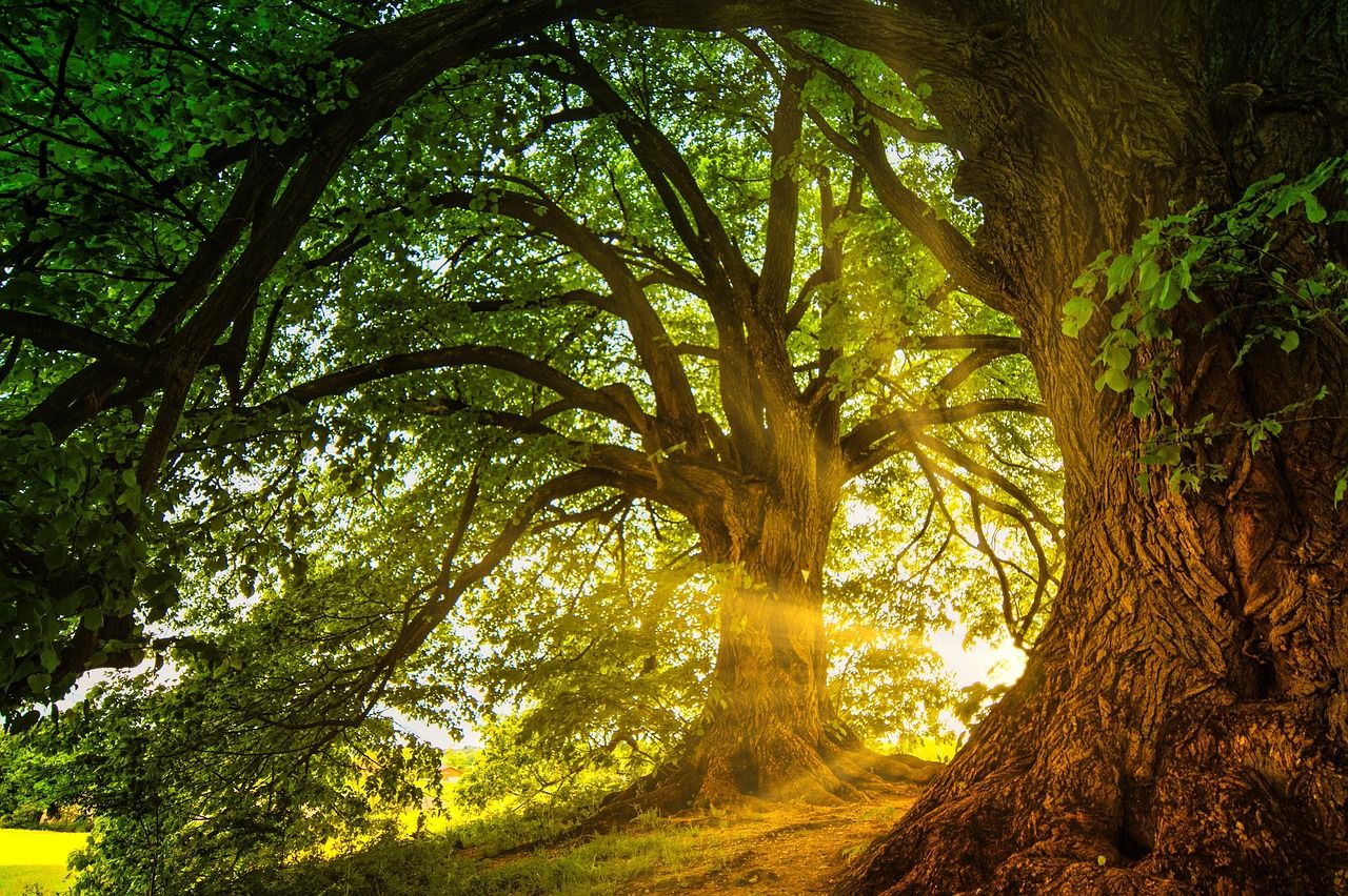1280x852 Free Oak Bark & Nature Image
