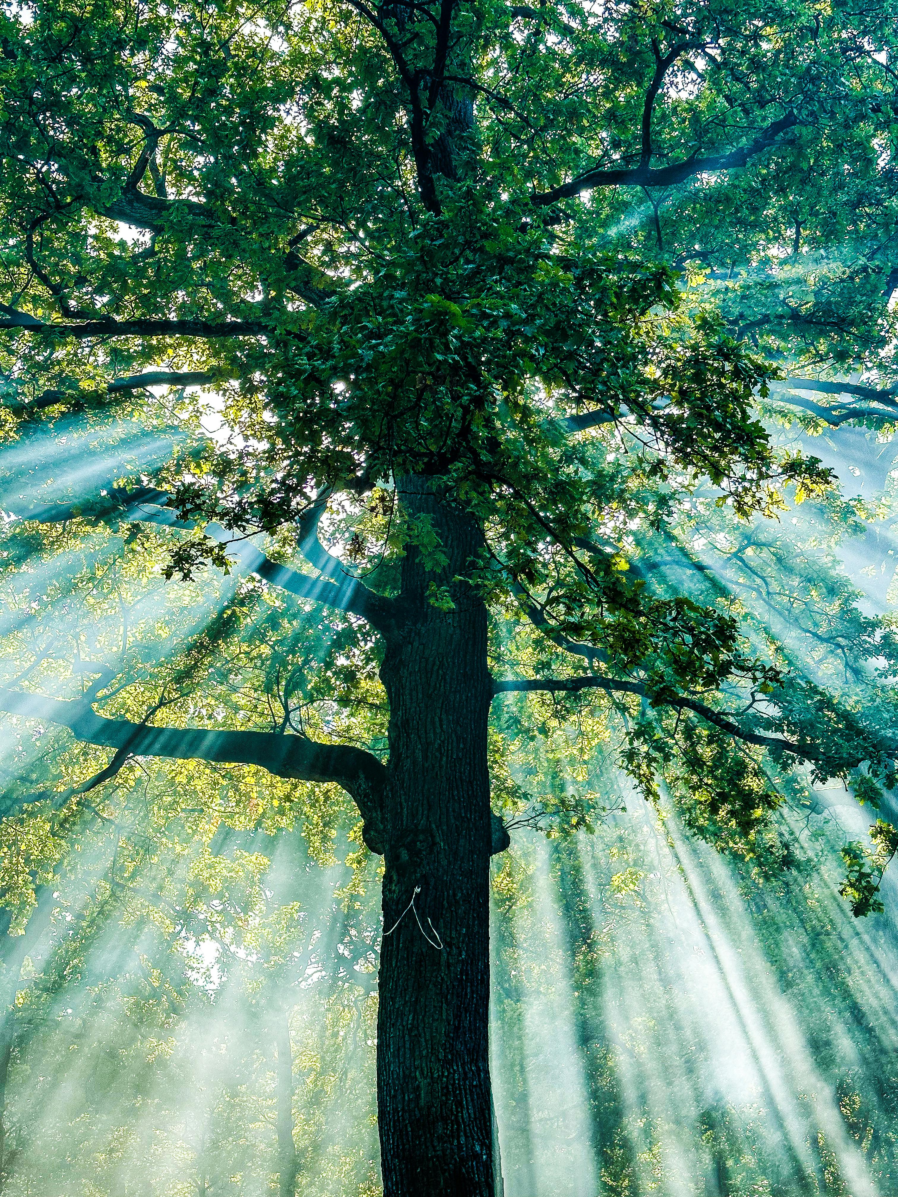 3024x4032 Oak Tree in a Park · Free