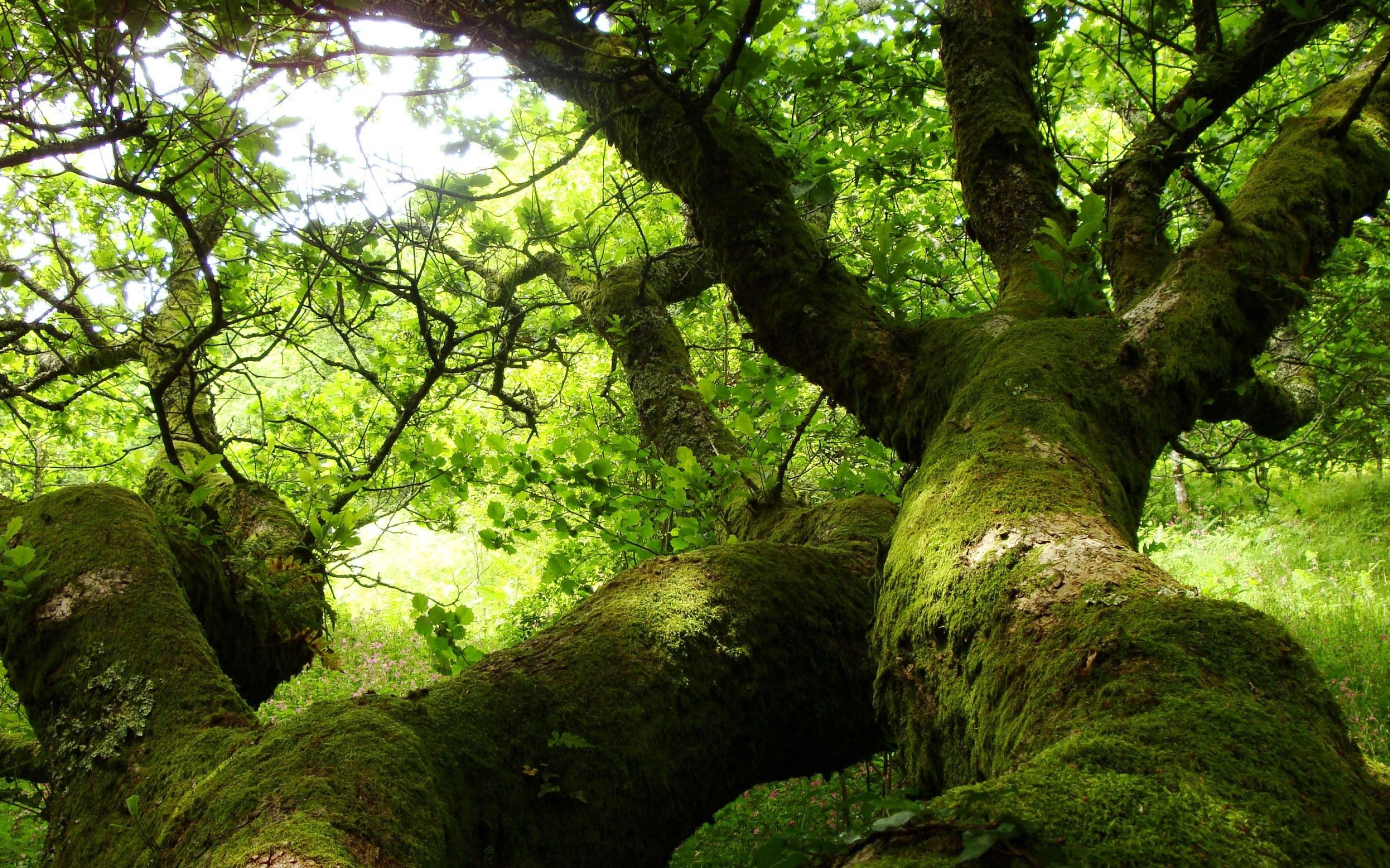 2880x1800 Oak Tree Wallpaper