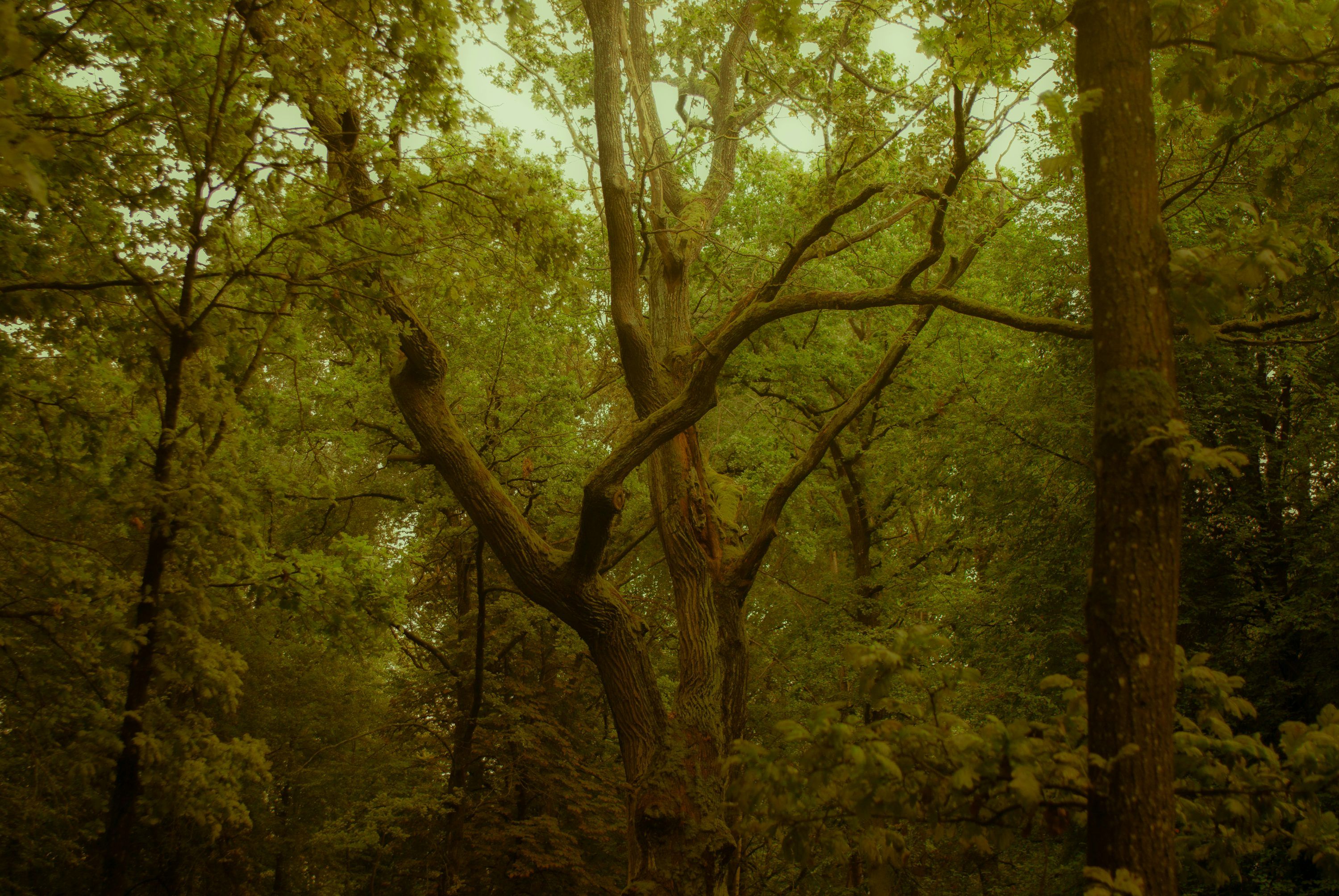 3000x2008 Ancient, gnarled tree in a dense, green forest. photo