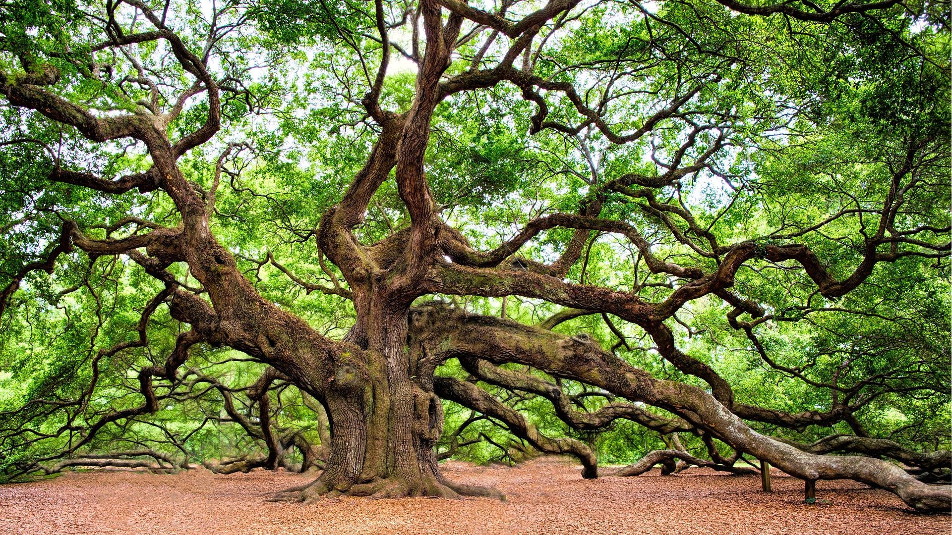 1920x1080 Trees Are the Key Awareness Week 2024: it's a wrap