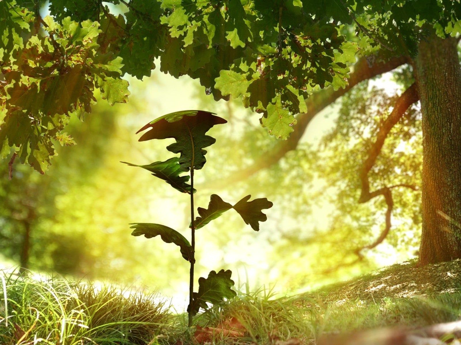 1600x1200 Why Oak Trees Are Important & Why You Should Plant One. Gardening Know How