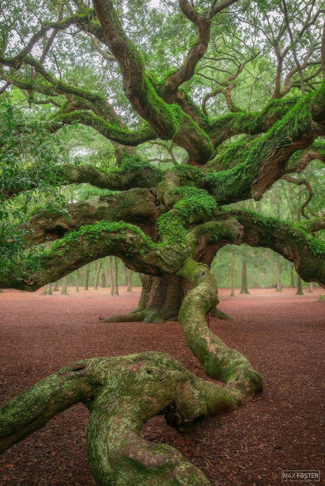 1068x1600 Tangled Titan. Angel Oak. Charleston, South Carolina. Max Foster Photography