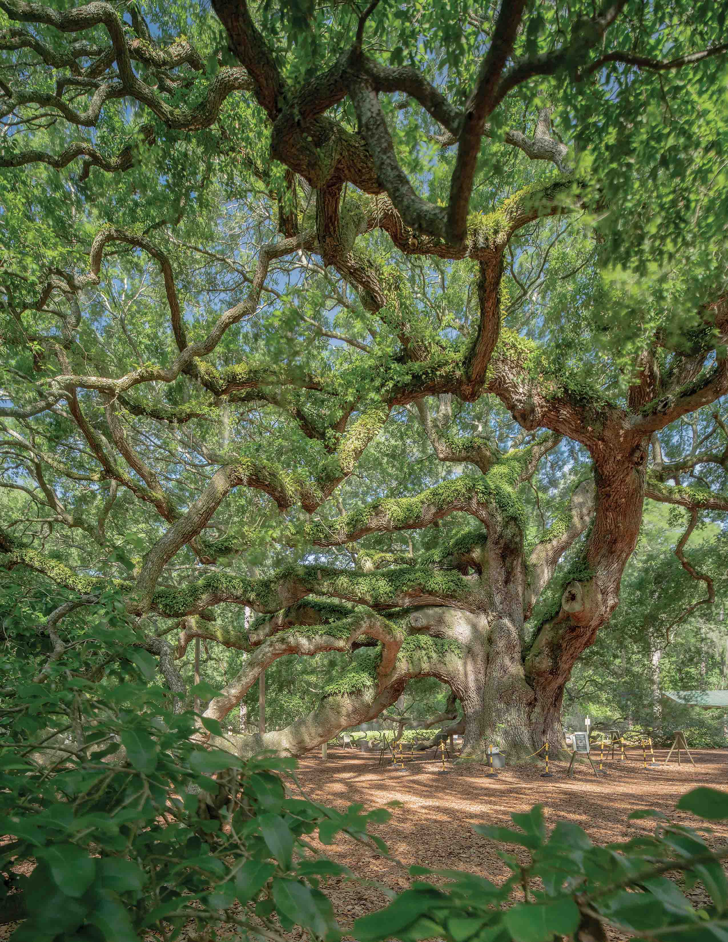 2550x3300 GOOD WORK. Angel Oak Preserve. Kiawah Island Club & Real Estate