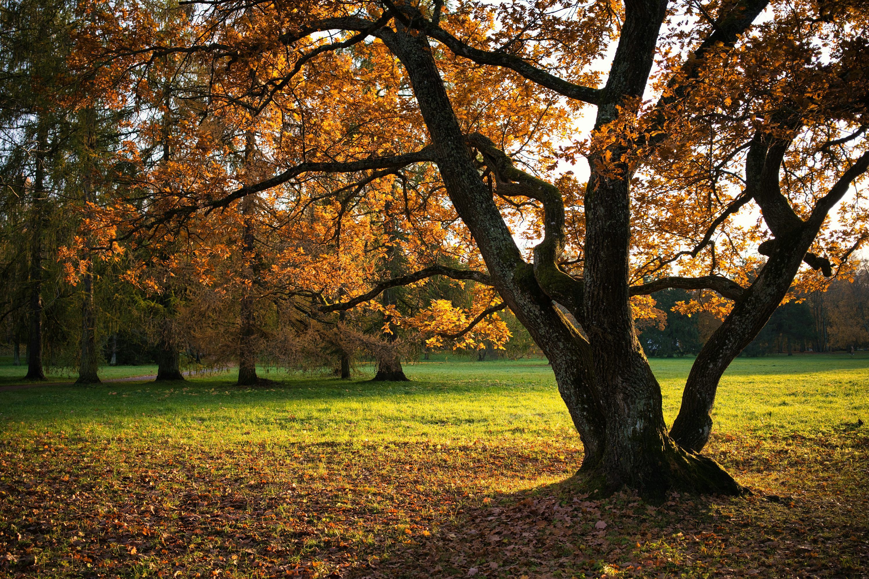 3000x2000 Large oak tree with autumn leaves in a grassy field. photo
