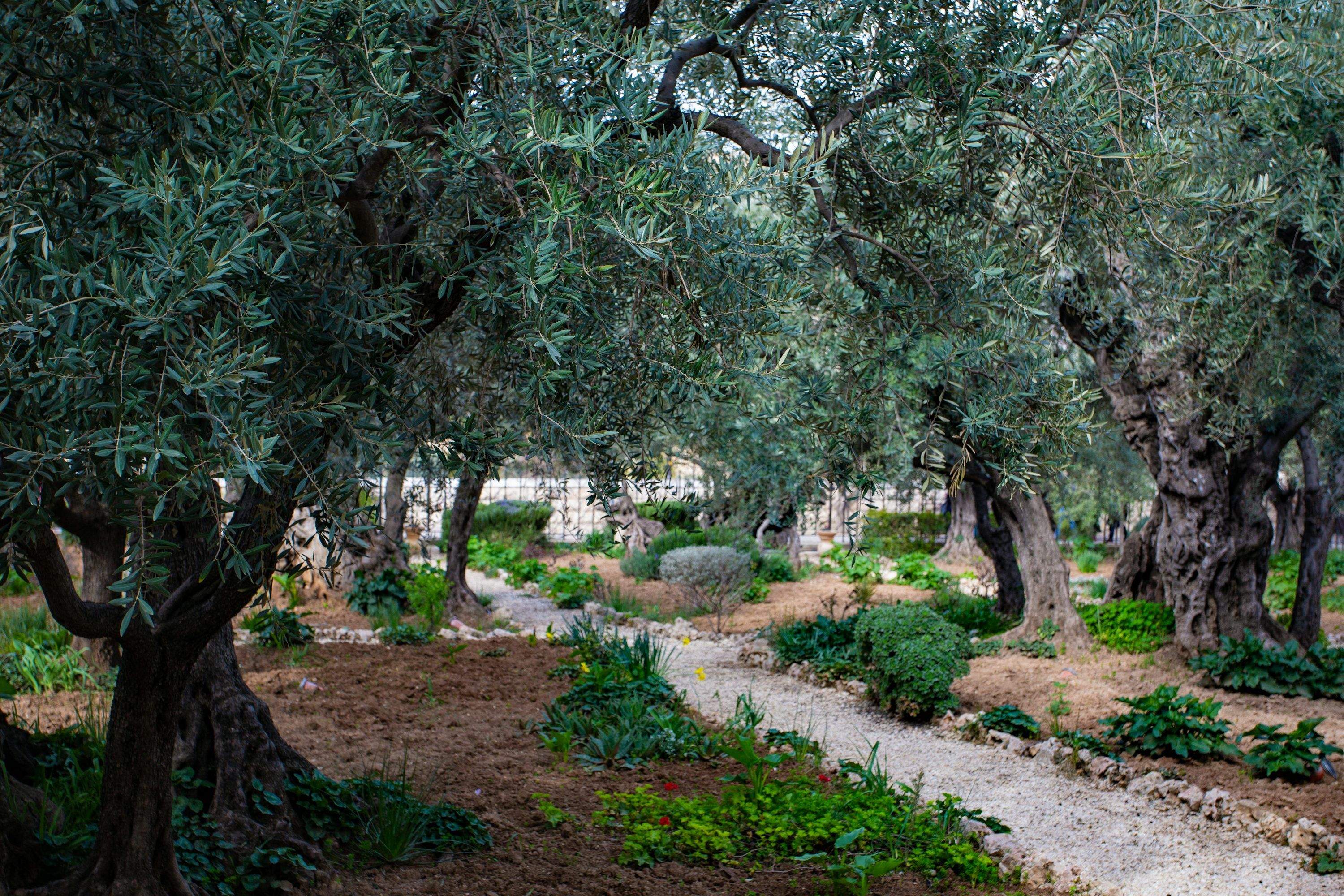 3000x2000 Garden Of Gethsemane Picture. Download Free Image