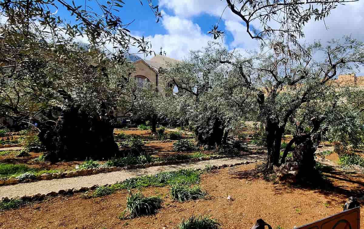 1200x757 The Garden of Gethsemane in Jerusalem Complete Guide 2026