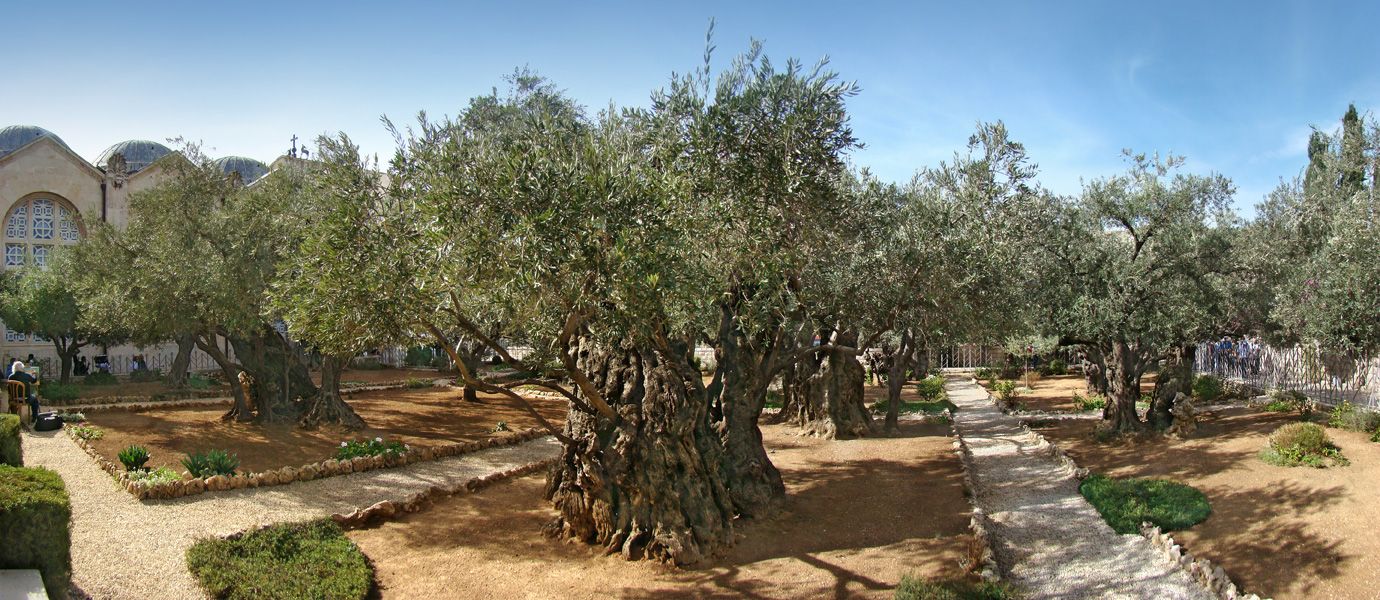 1380x600 The Biblical Olive Trees