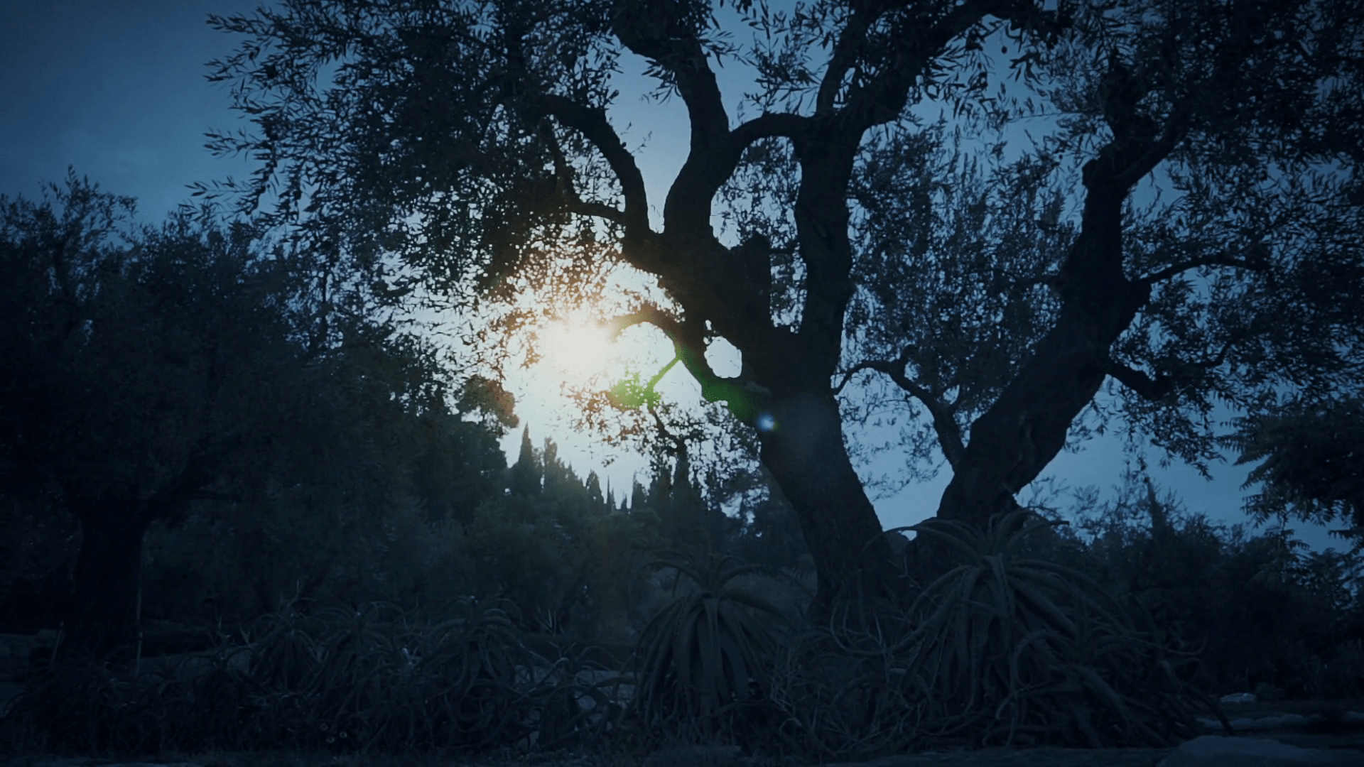 1920x1080 Garden of Gethsemane at night