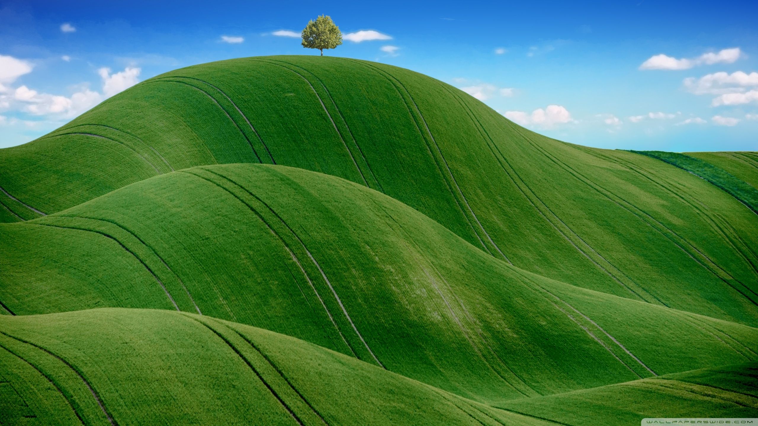 2560x1440 Green Grassy Hill 4K UHD Wallpaper for UltraHD Desktop and TV : Widescreen and UltraWide Display : Smartphone and Tablet Devices