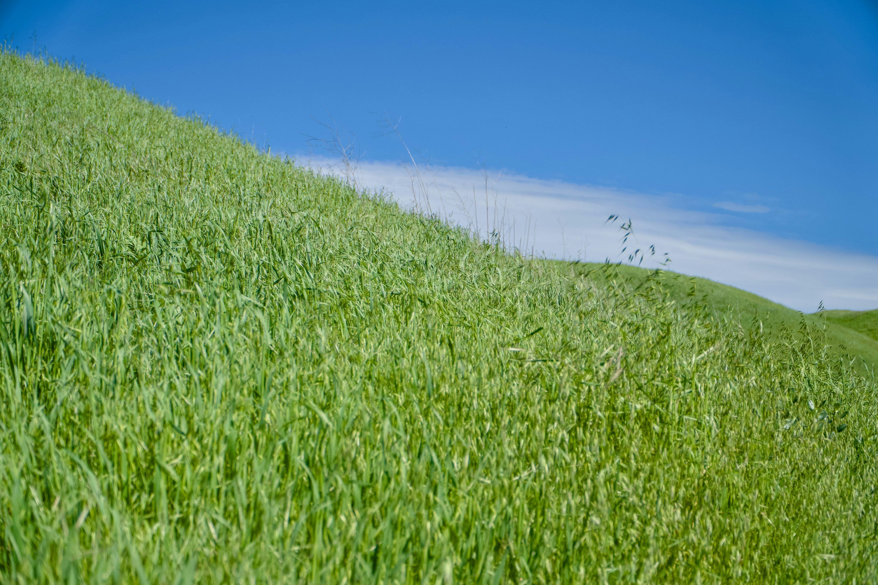 3000x2000 A grassy hill with a blue sky in the background photo
