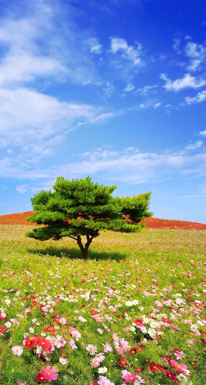 716x1334 Tree on a sunny, grassy hill with flowers
