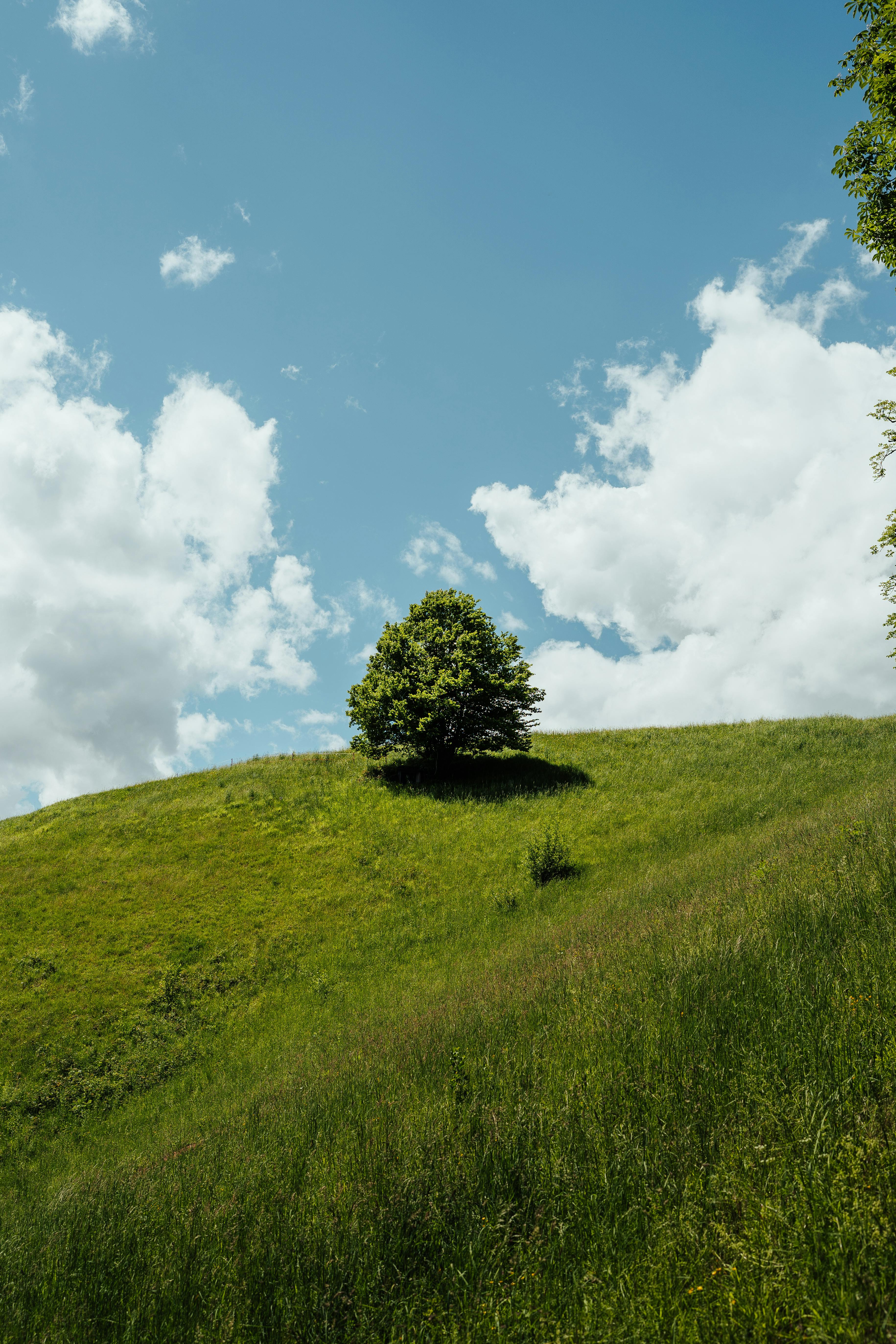 3661x5491 A green grassy field with trees in the background · Free