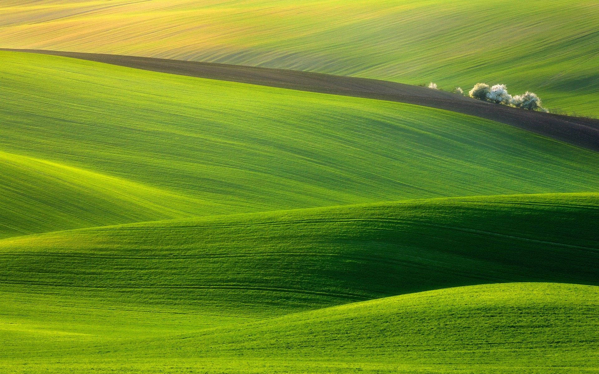 1920x1200 Rural expanses. Endless green grass