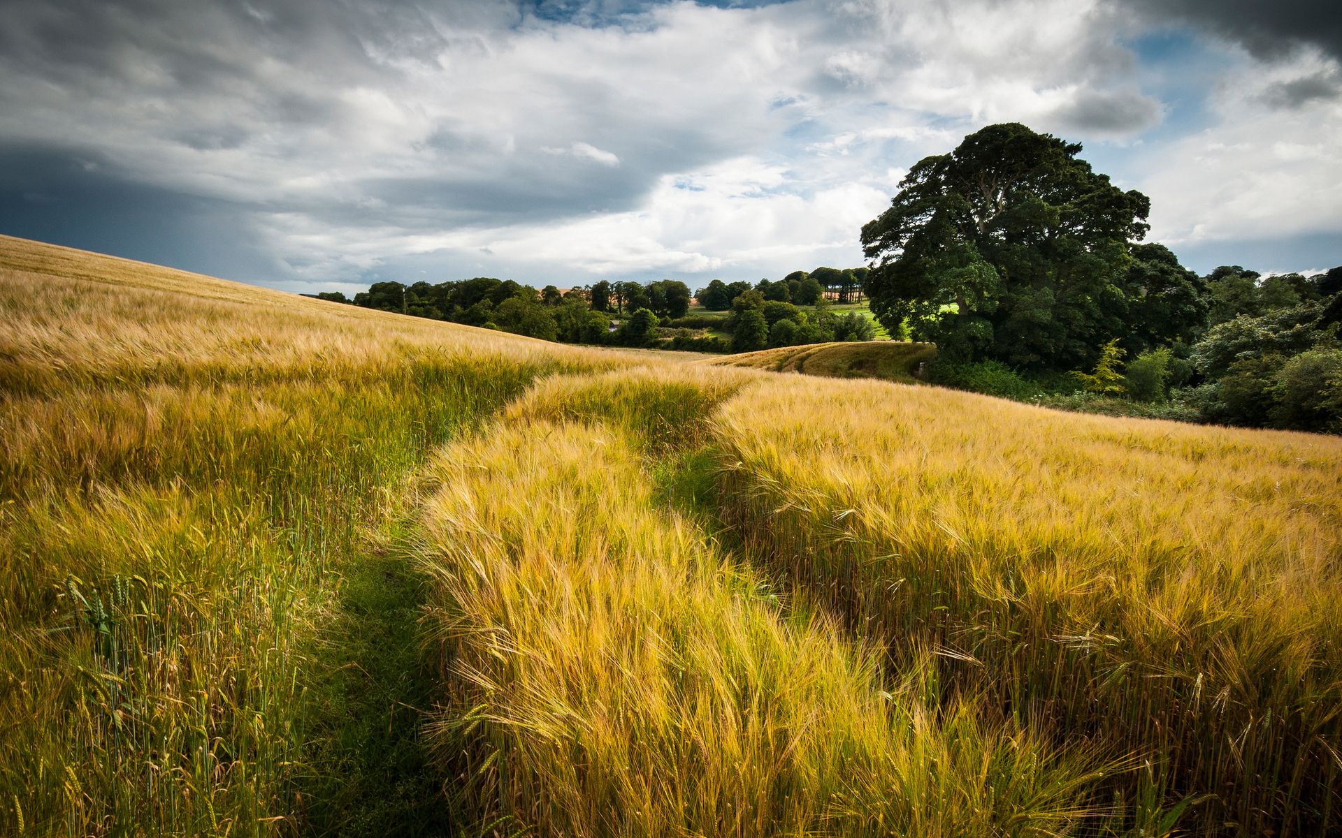 1920x1200 nature, Landscapes, Fields, Grass, Wheat, Hay, Tracks, Roads, Path, Gold, Plants, Trees, Country, Hills, Autumn, Fall, Seasons, Sky, Clouds Wallpaper HD / Desktop and Mobile Background