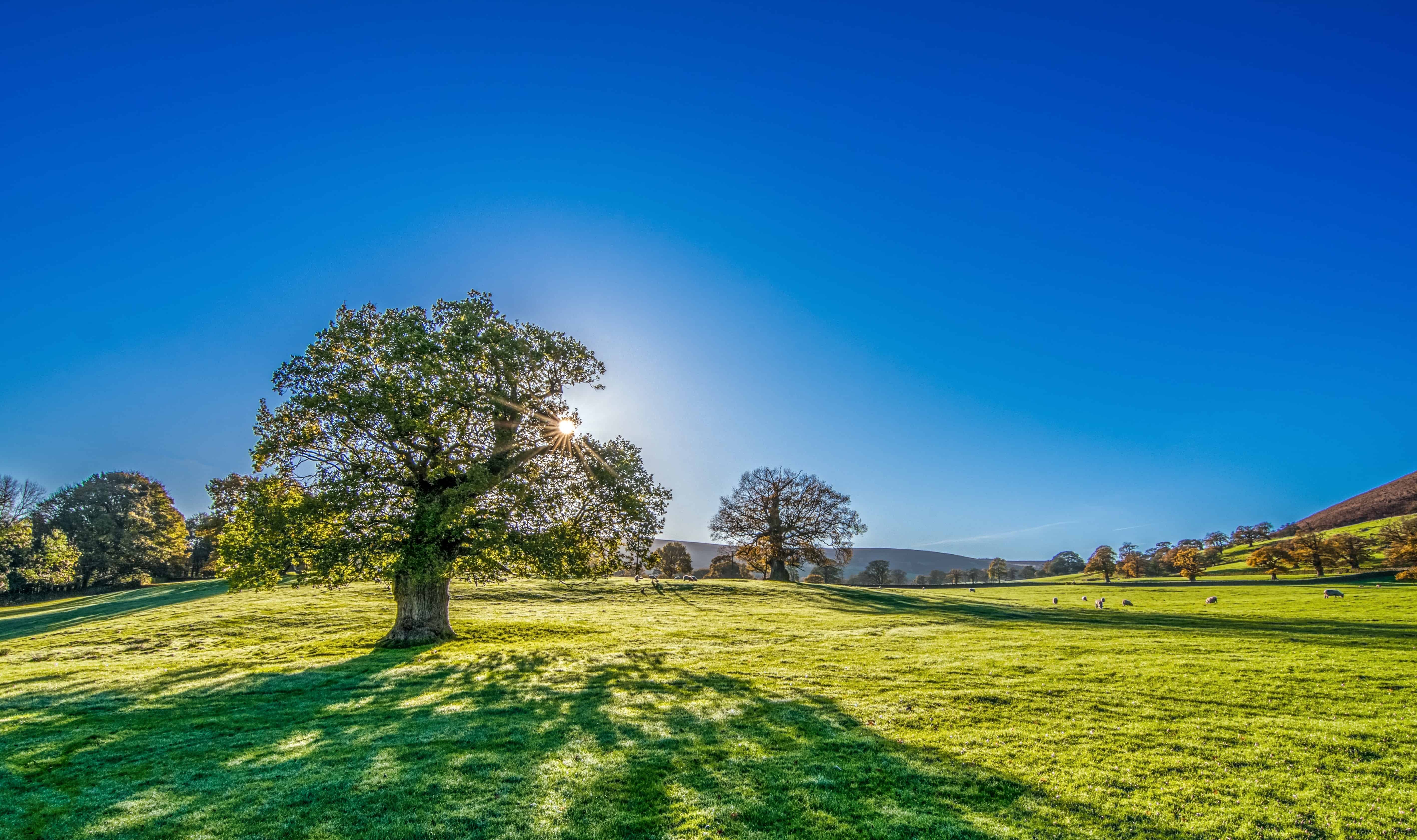 5673x3365 Free picture: blue sky, tree, countryside, summer, hill, grass, landscape, nature