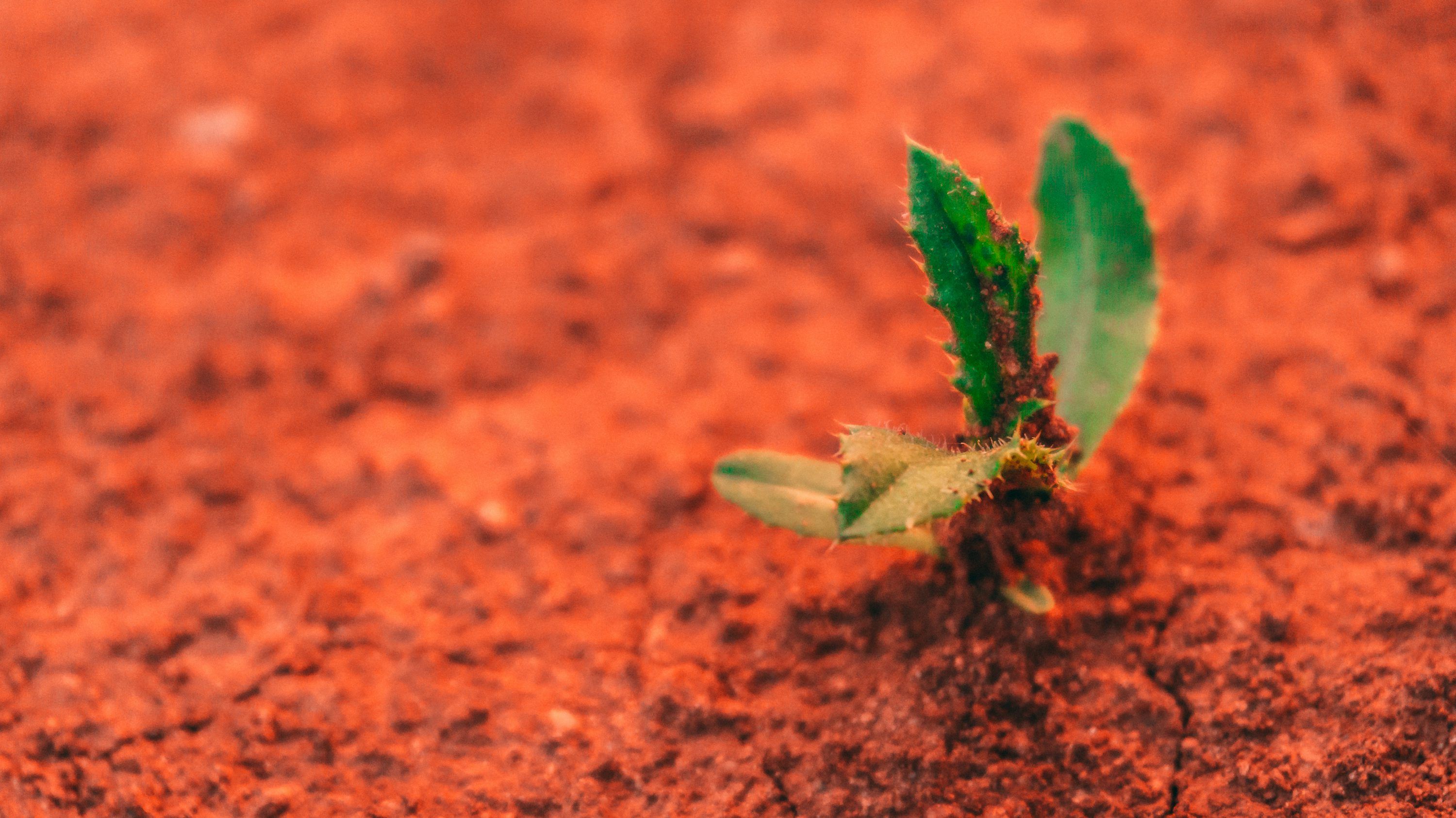 3000x1685 Red Soil Picture. Download Free Image