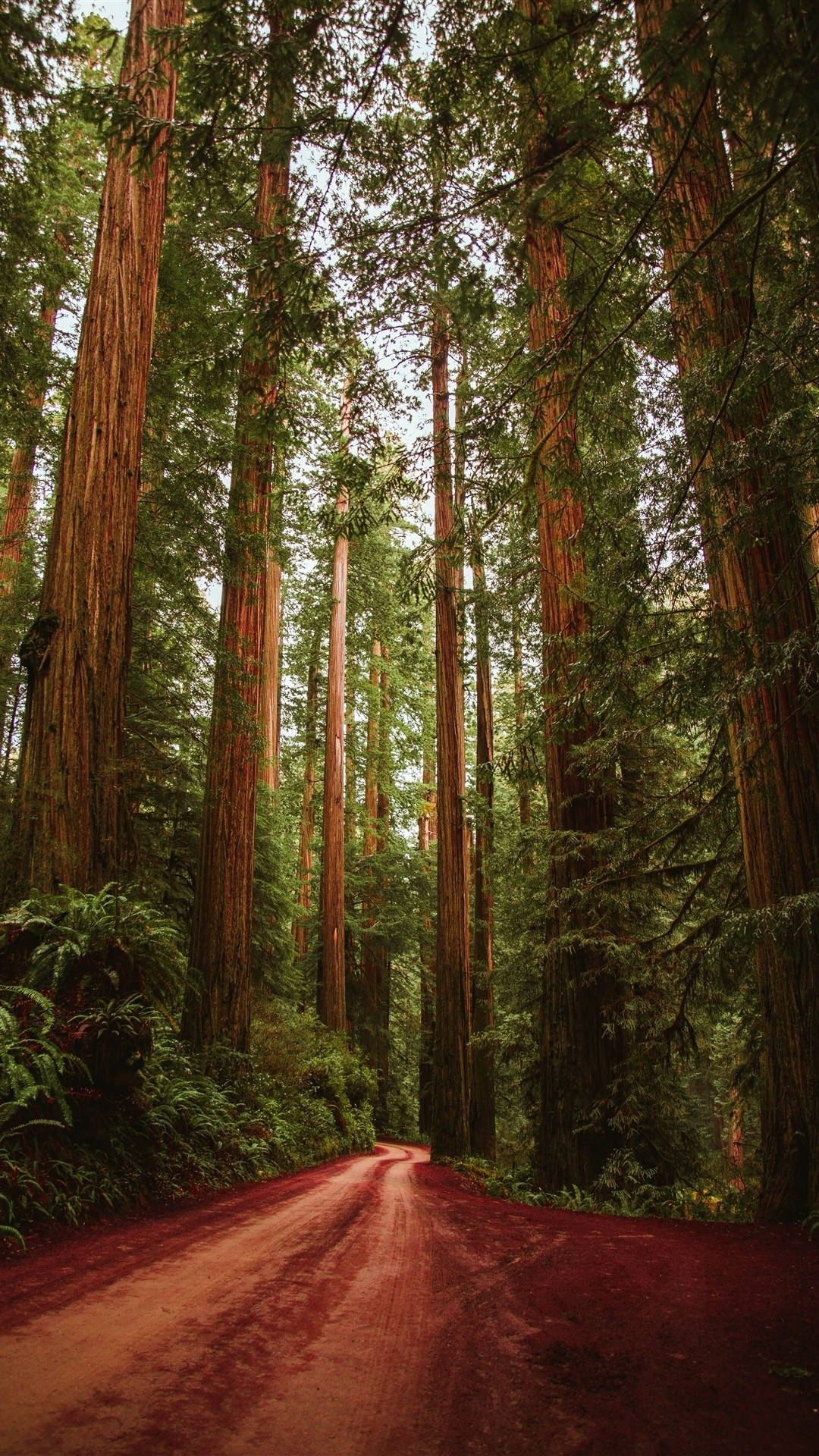 1080x1920 Download Red Soil In The Forest iPhone Wallpaper