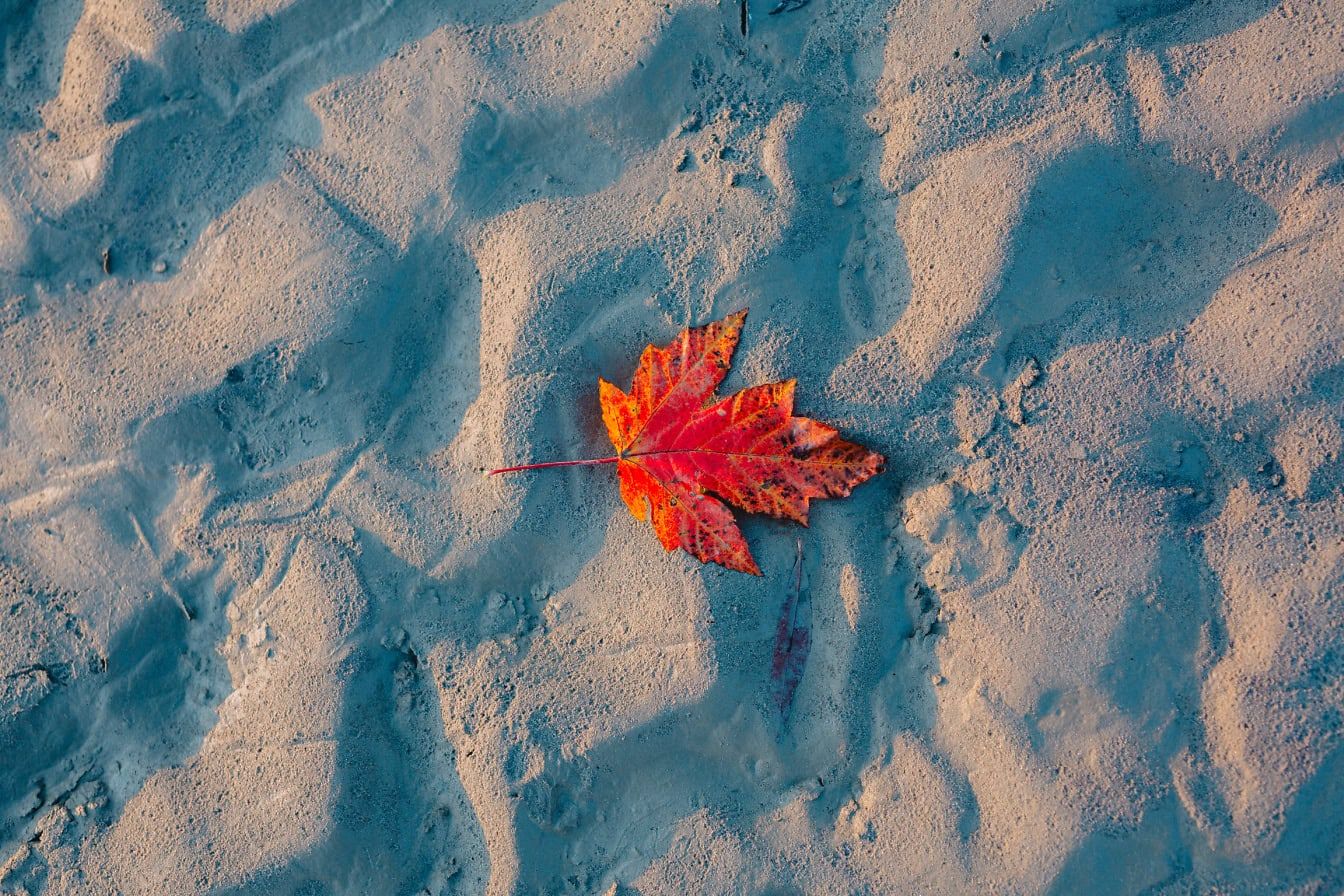 1344x896 Free Picture: A Dark Red Fallen Dry Leaf On Sandy Ground, A Close Up Photo With Detailed Texture Of Soil