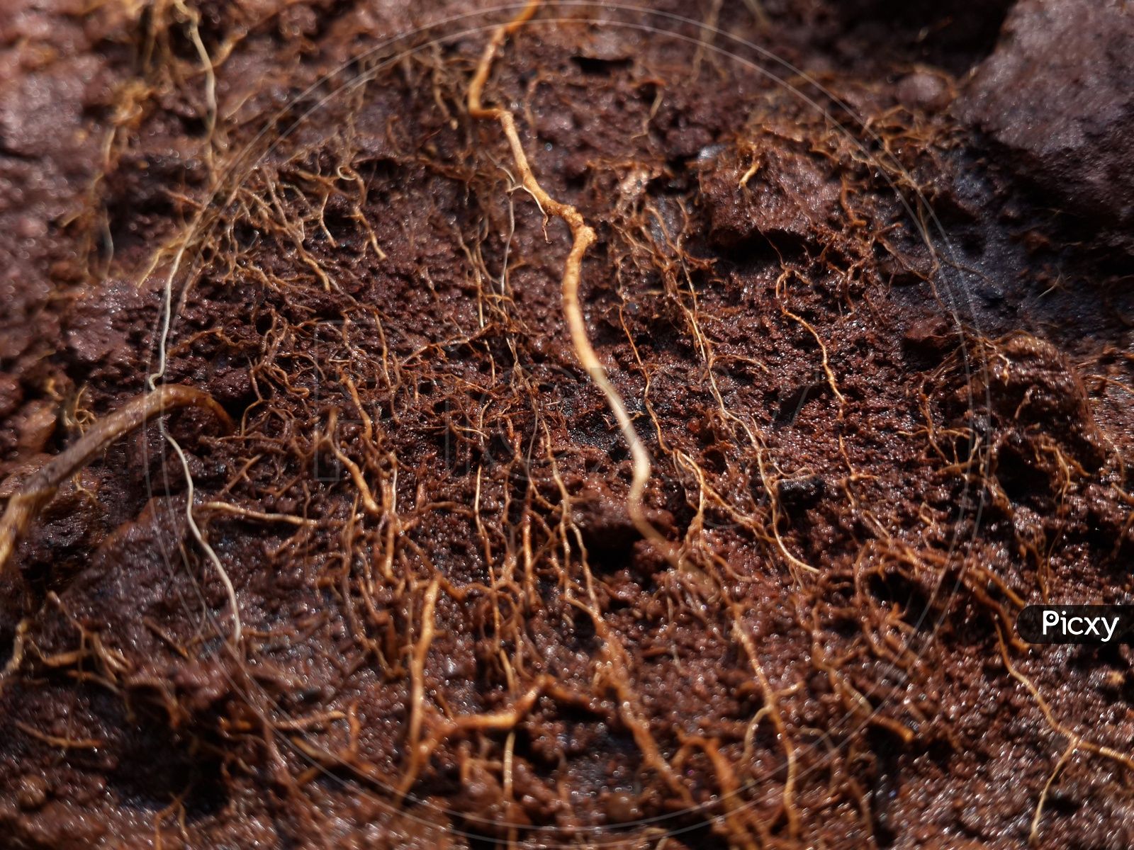 1600x1200 Image Of A Closeup Shot Of Red Soil And Roots Of A Plant From Soil CA164280 Picxy