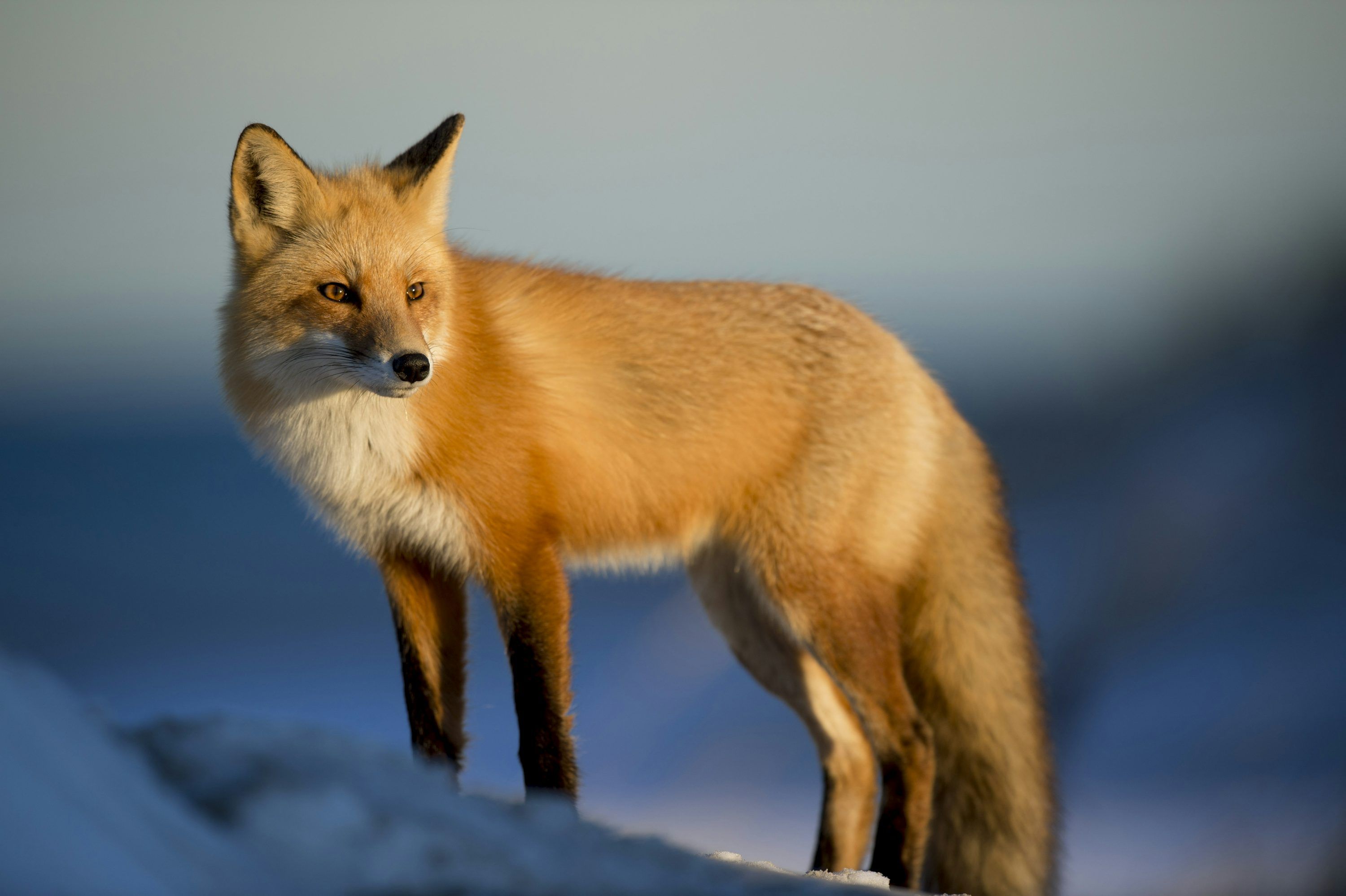 3000x1997 Fox Wallpaper: Free HD Download [4K]