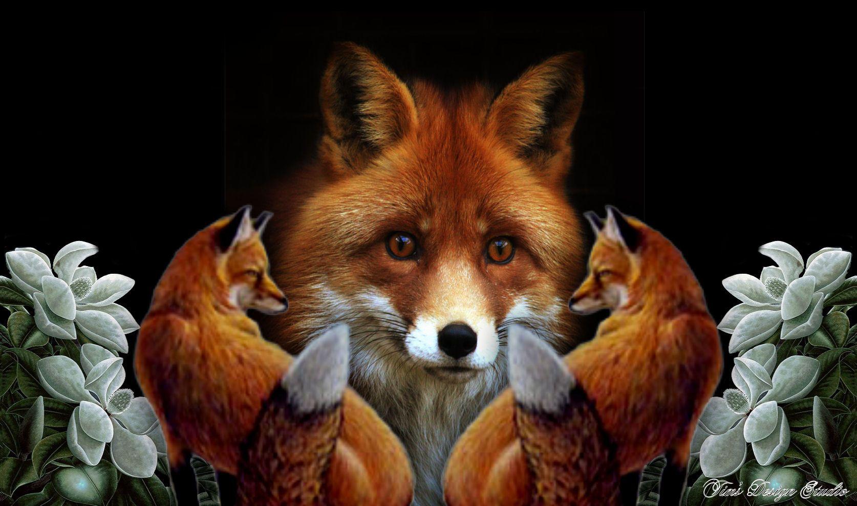 1674x989 Fox Wallpaper