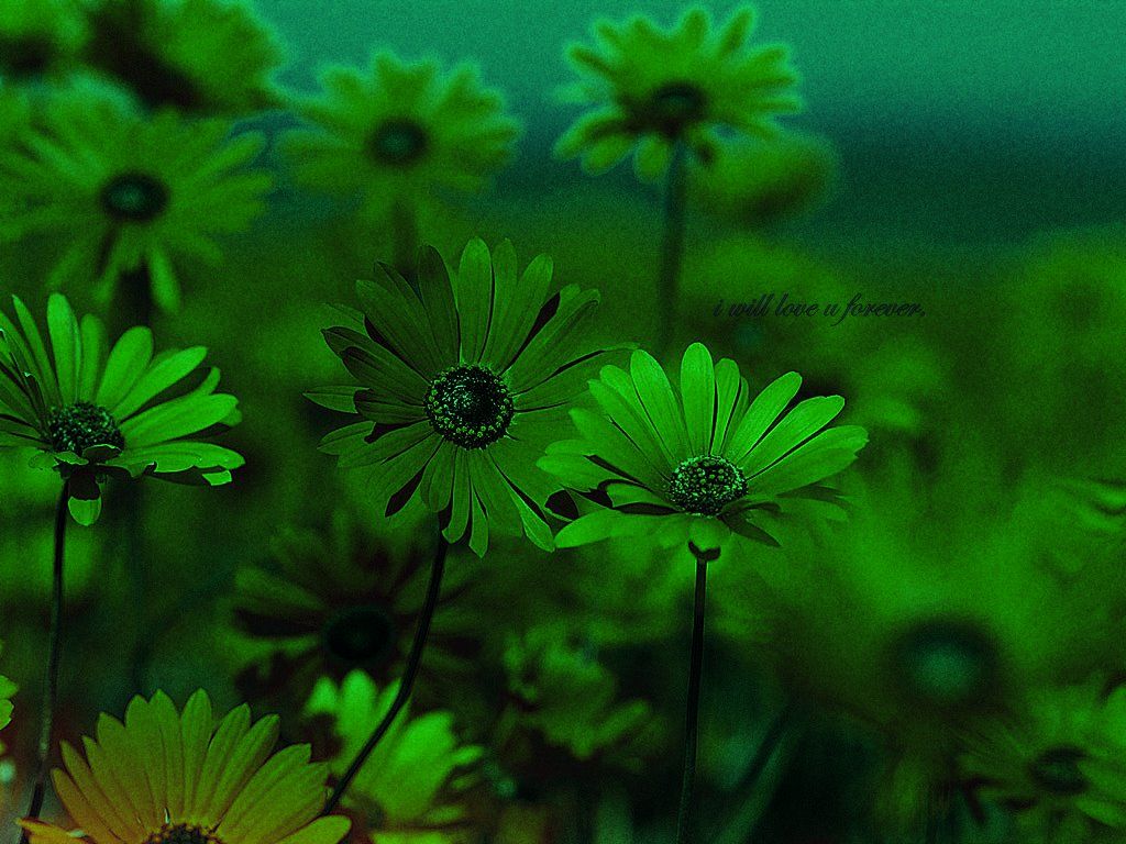 1024x768 