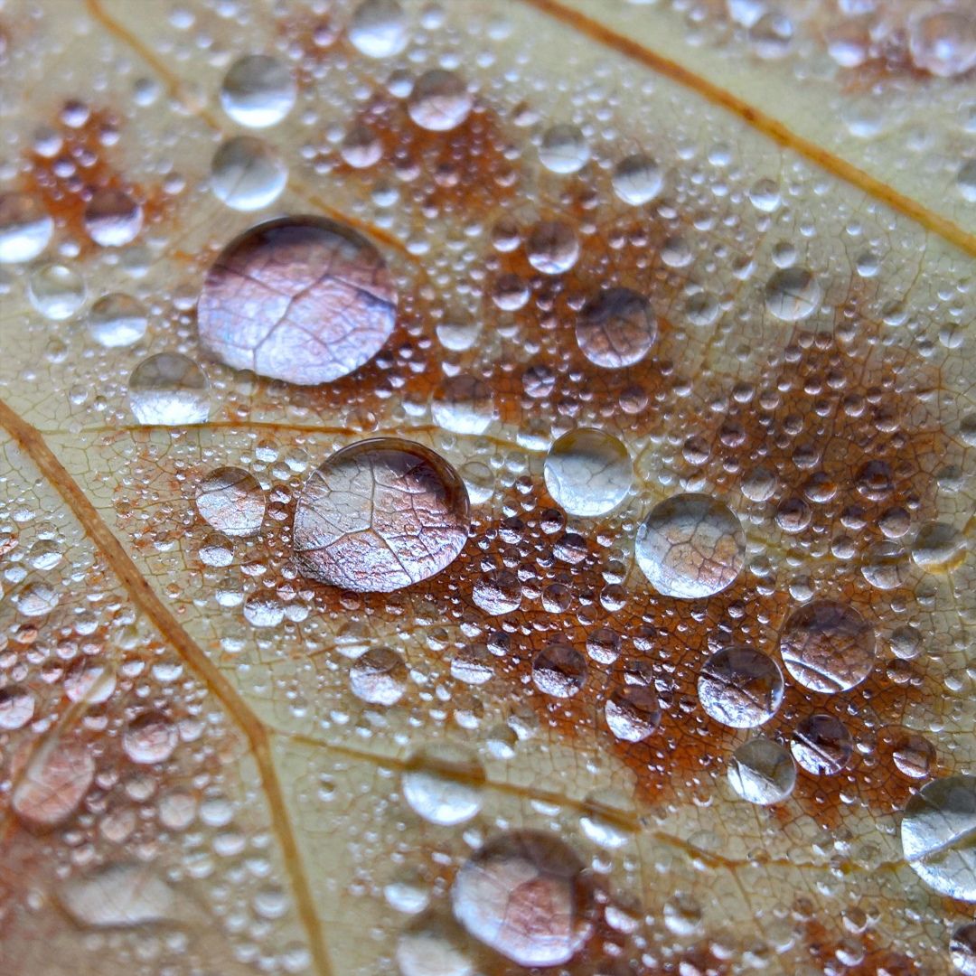 1080x1080 Lumia 950 XL camera shows its prowess in a new image