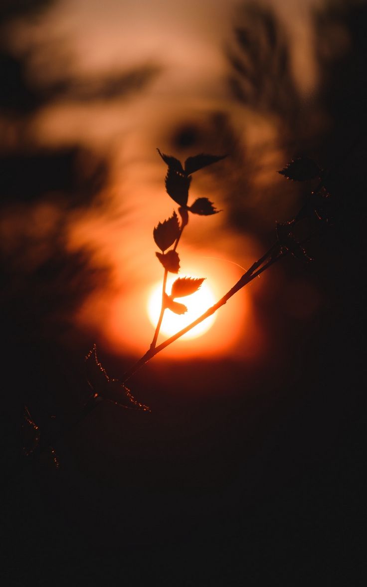 736x1177 Wallpaper twilight sun sunset dark branch