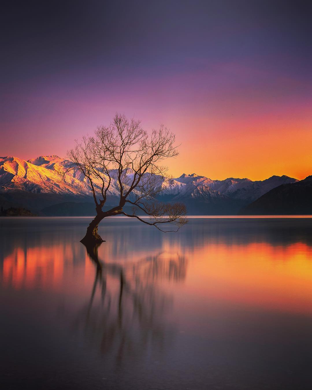 1080x1350 That Wanaka Tree, Wanaka Zealand [1350x1080][OC]