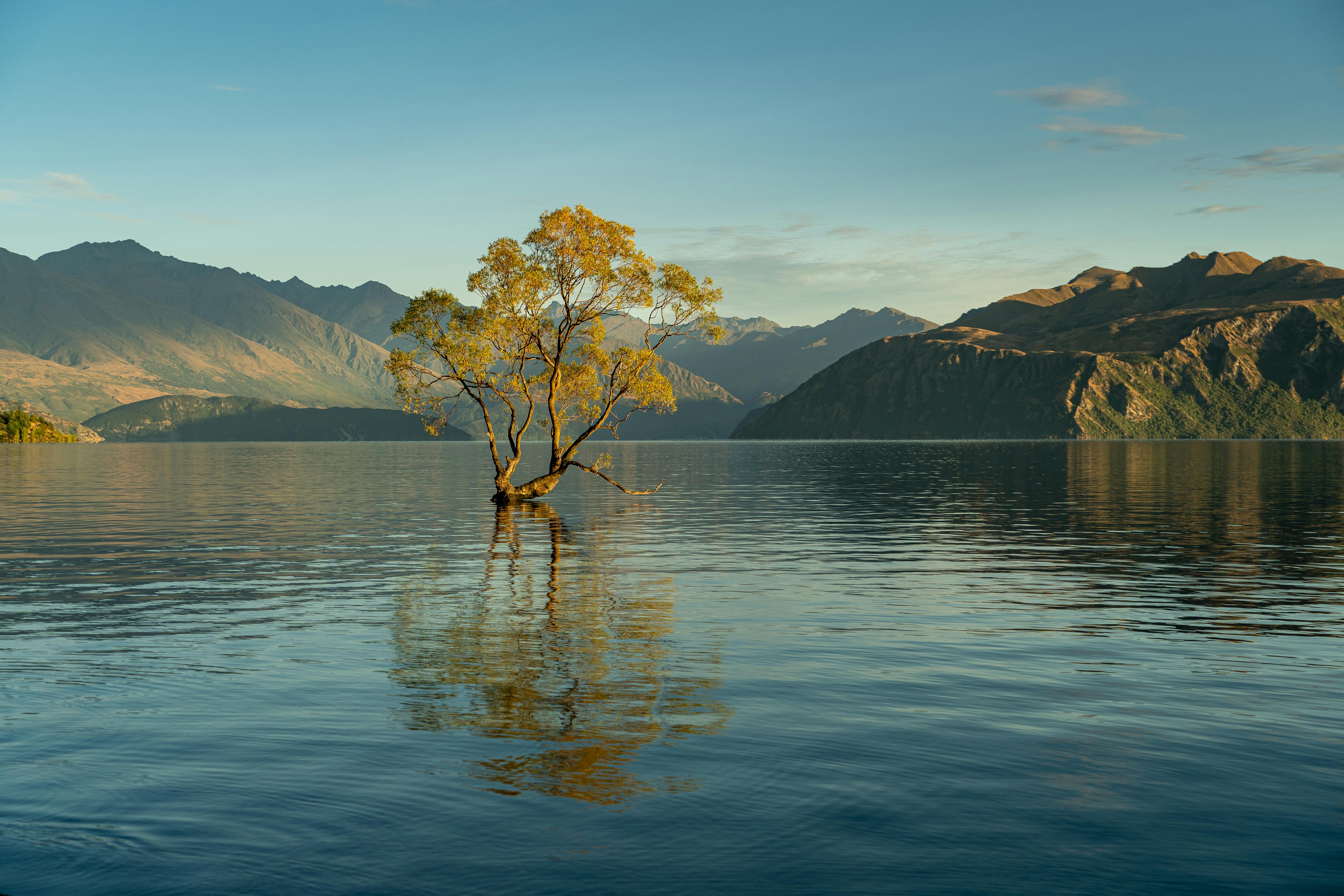 7008x4672 A lone tree in the middle of a lake with mountains in the background · Free