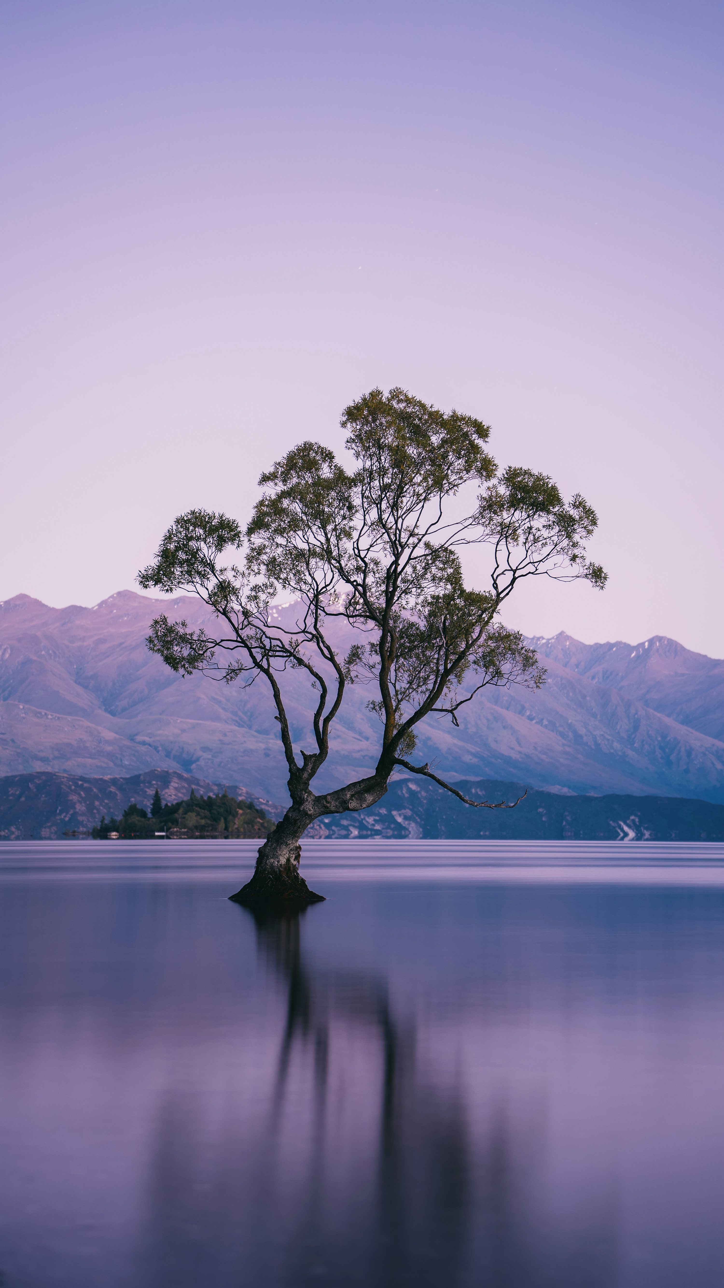 3000x5331 A lone tree in the middle of a lake photo