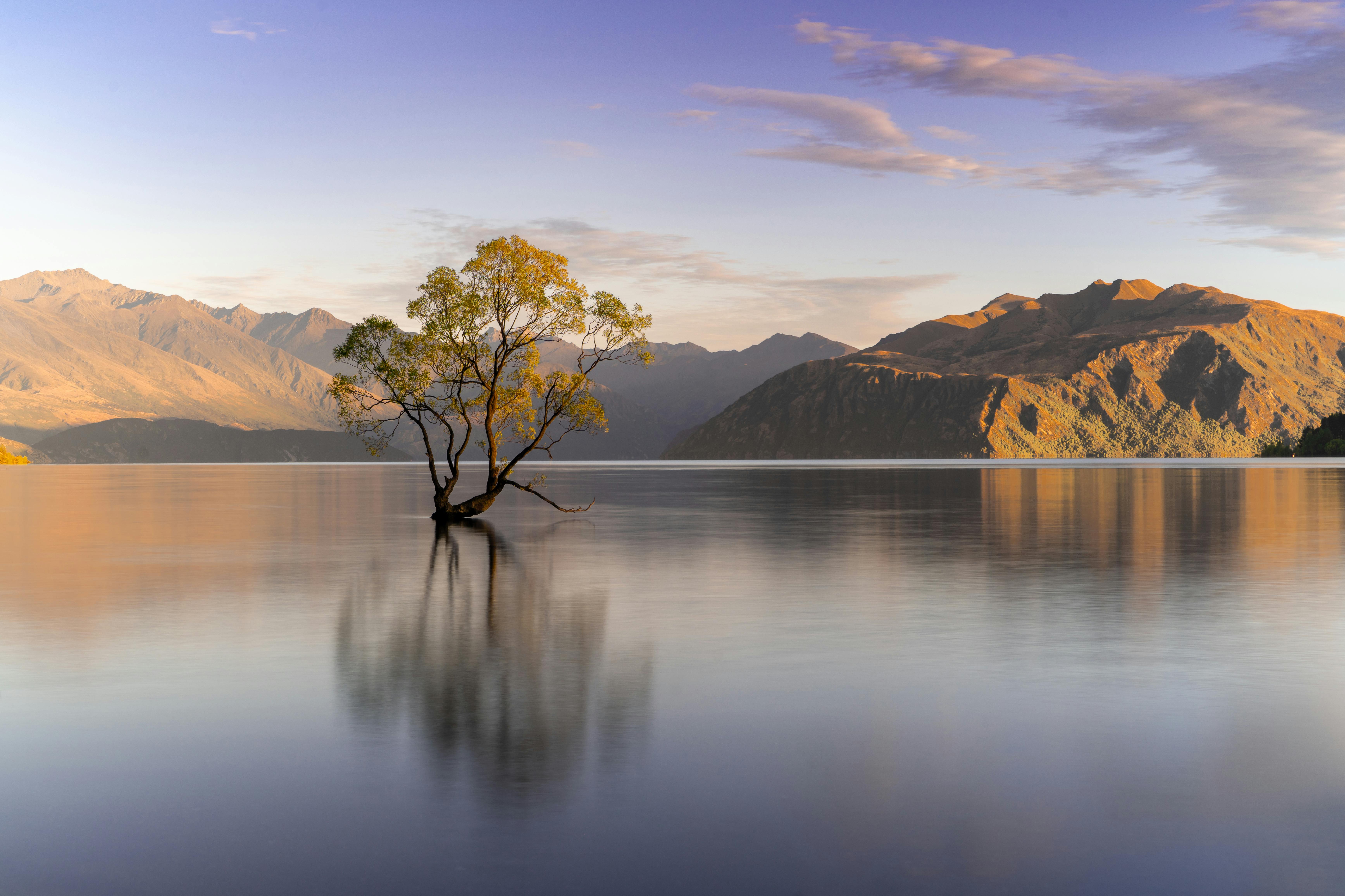 6941x4627 Green Tree on Island Surrounded by Water · Free