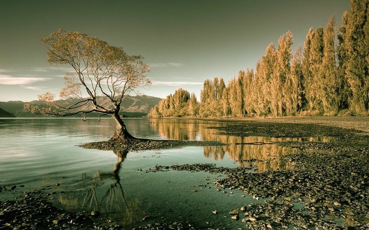 1230x768 nature, Landscape, Lake, Forest, Trees, Water, New Zealand, Reflection, Mountain Wallpaper HD / Desktop and Mobile Background