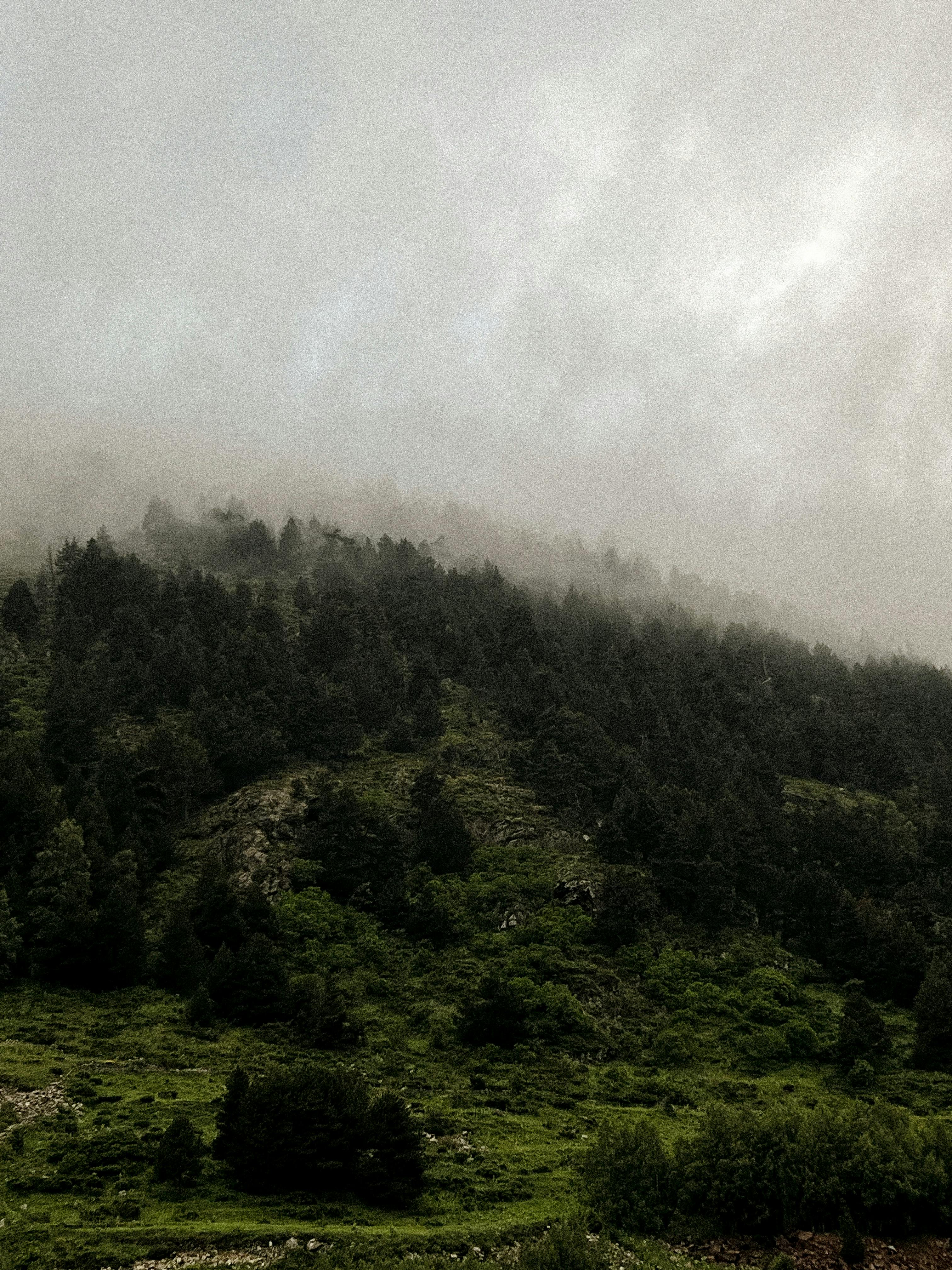 3024x4032 Free of adventure, beautiful scenery, botany, calming nature, cliff, cloudy sky, daytime, dense forest, eco friendly, environment, exploration, forest, forest canopy, forest cliff, forest environment, forest escape, forest view, forestry