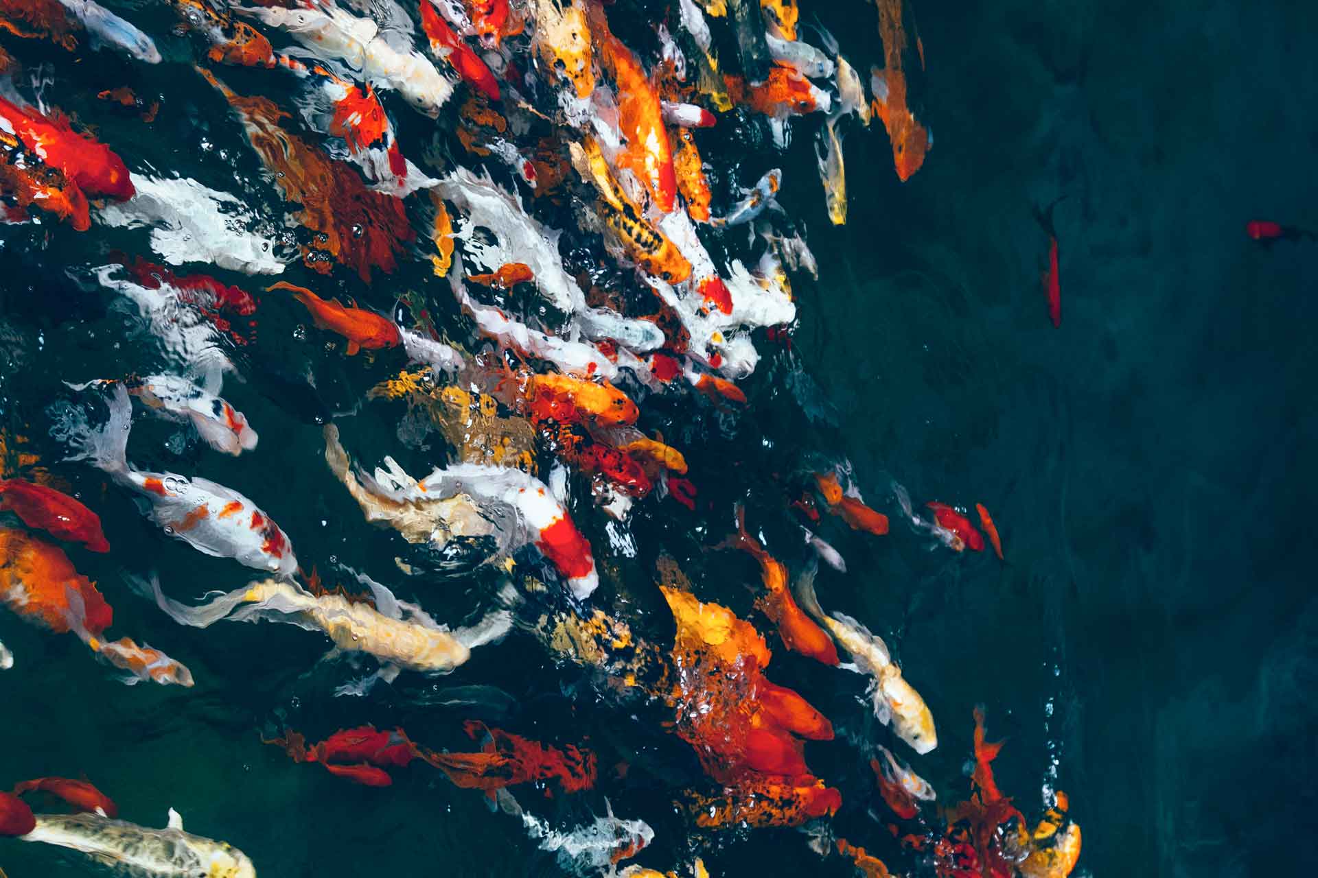 1920x1280 Shop: Koi Commute Art Wallpaper