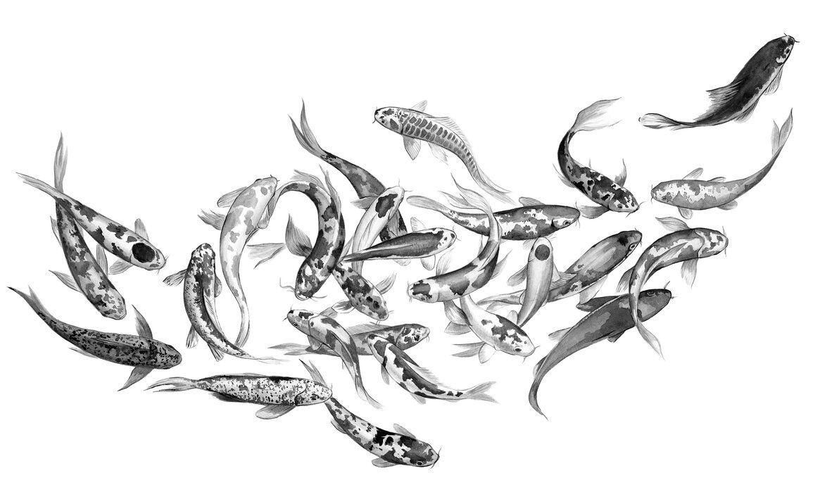 1165x699 Koi Fishes
