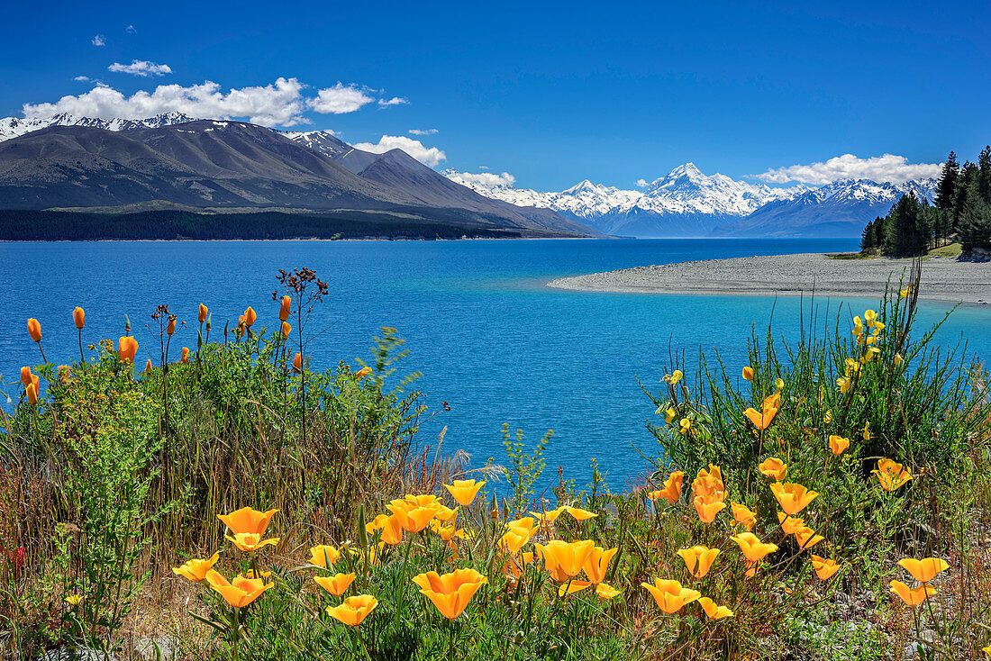 1100x734 Yellow poppy at Lake Pukaki with Mount