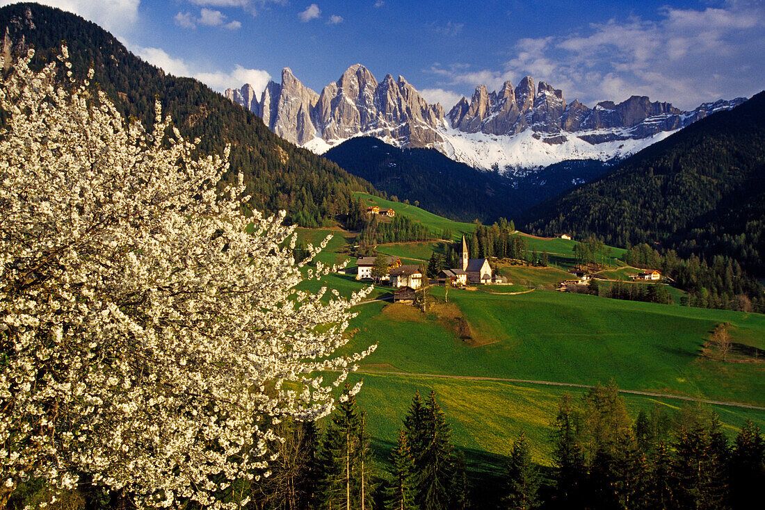 1100x734 Cherry blossom, Santa Maddalena, view to