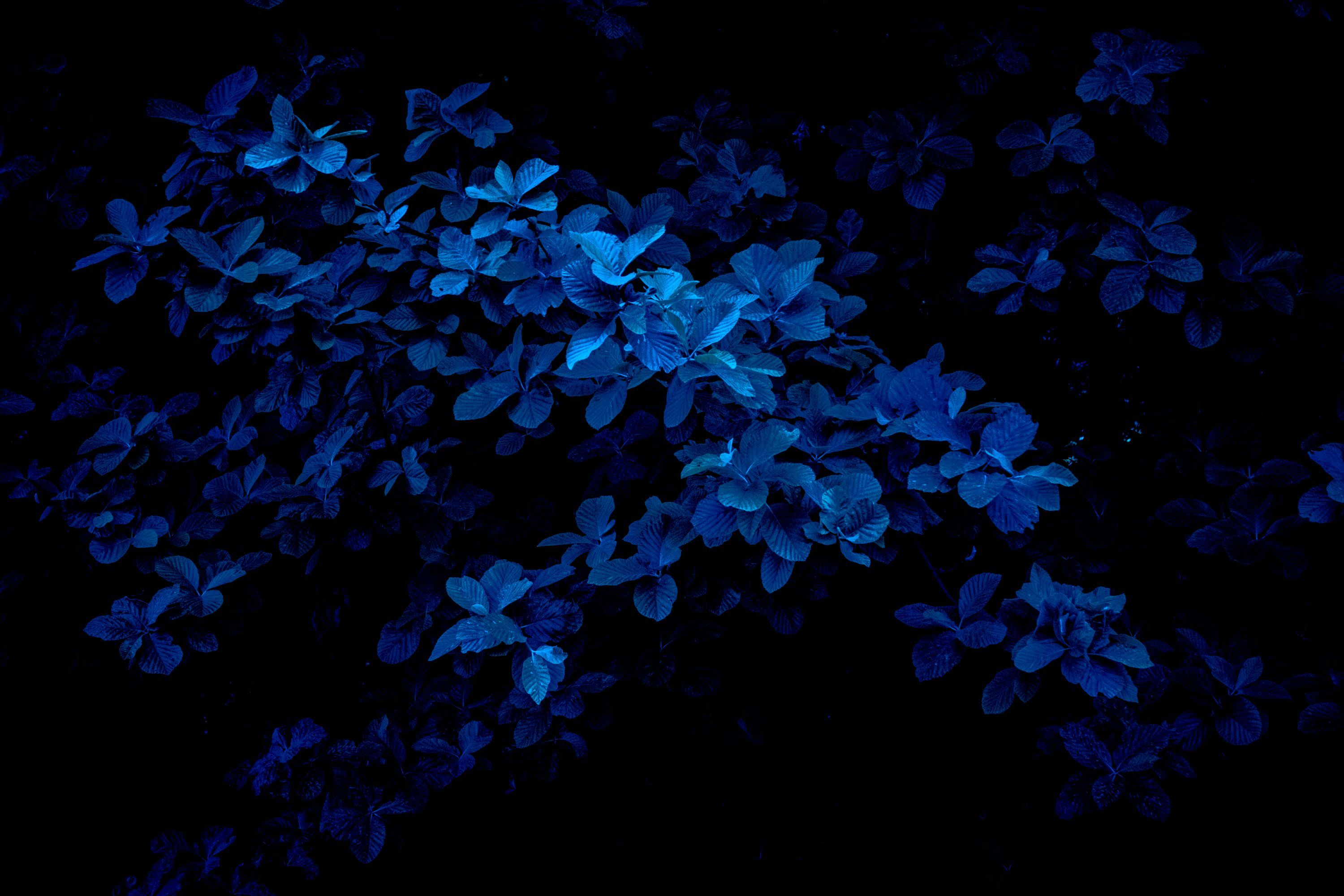 3000x2000 Dark Blue Picture. Download Free Image